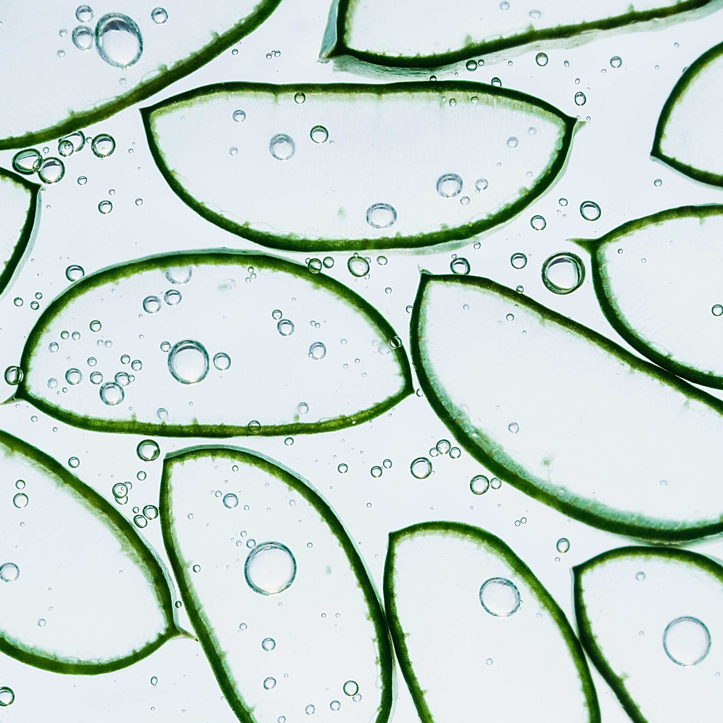 AV_Aloe_Vera_Hydrance