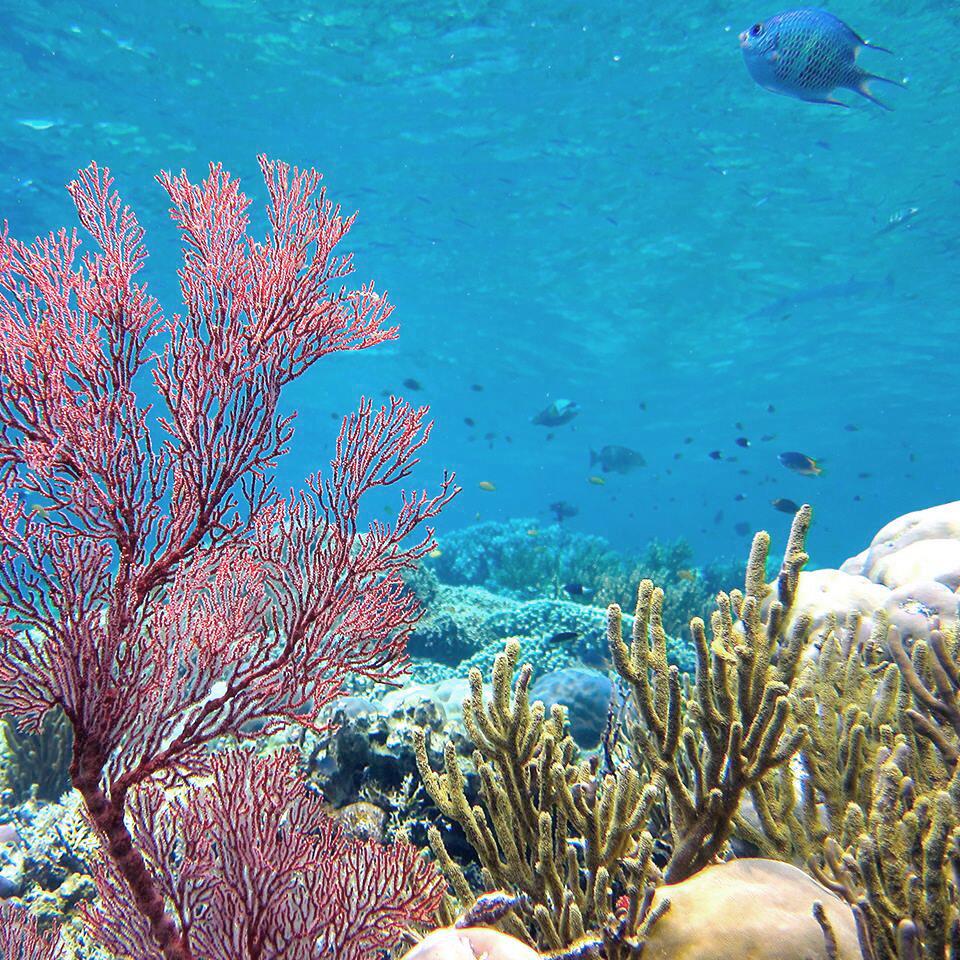 av_solaires_coraux_1x1