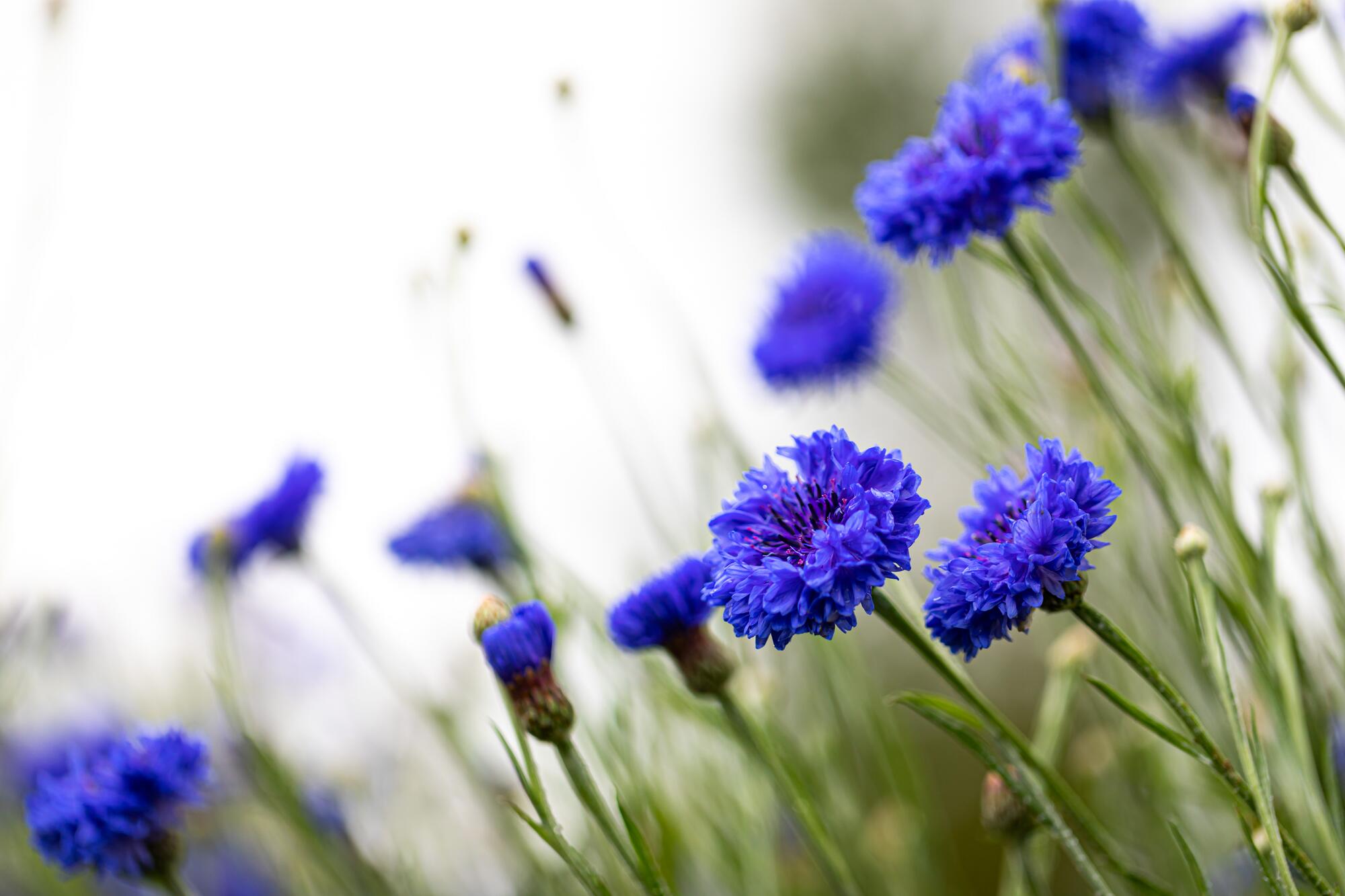 kl_cornflower_active-ingredient_field_plant_2020-24-