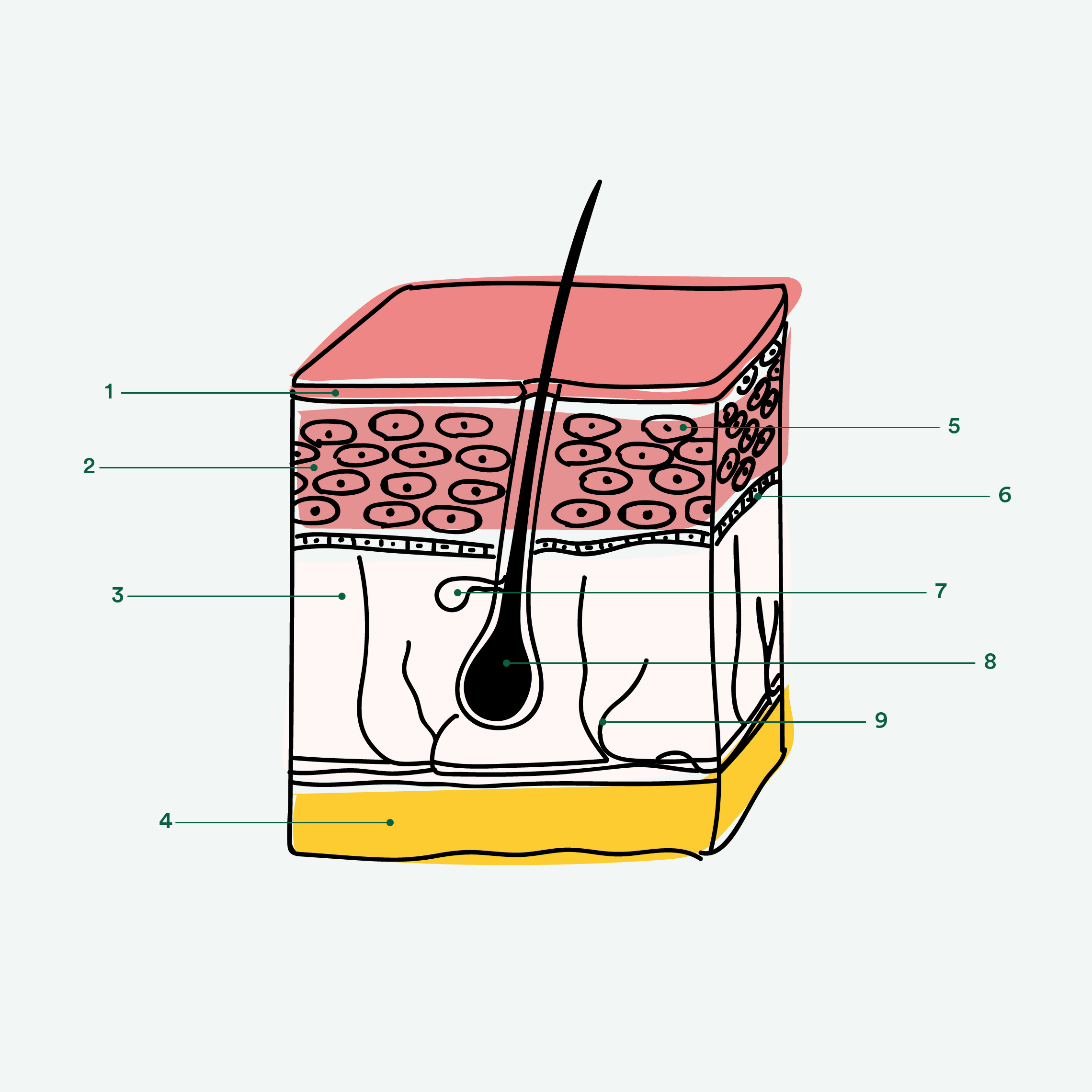 kl_semantic-cocoon_facecare_illustration-skin_push_1-1