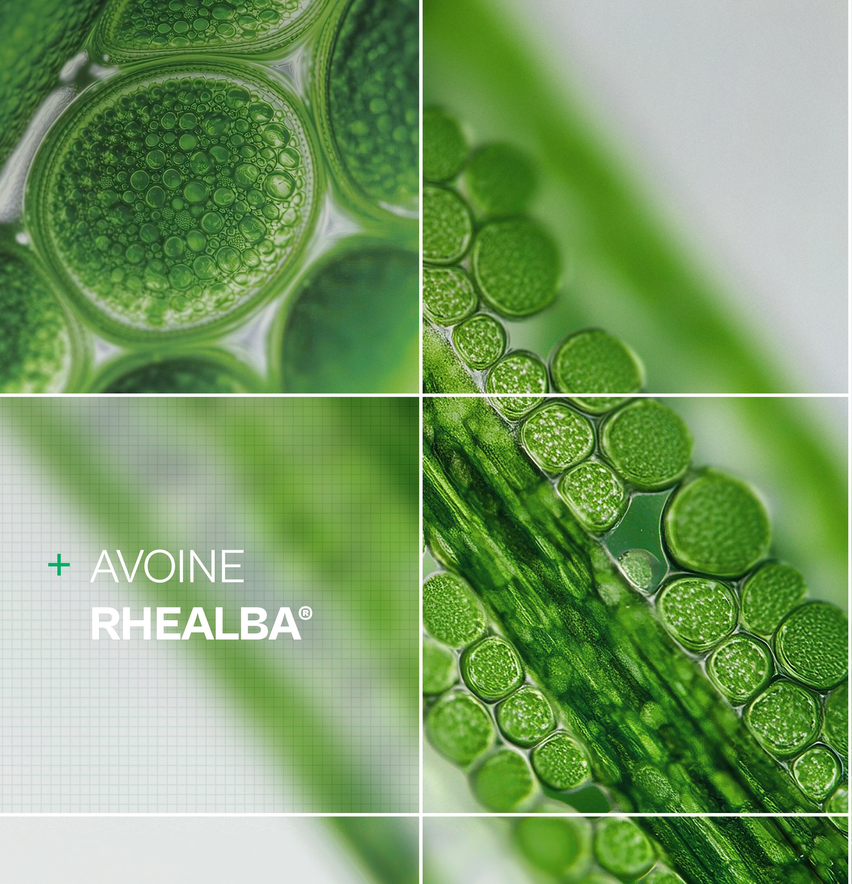AD_RHEALBA-OAT_ACTIVE-INGREDIENT_WEBSITE-FR_02-2026