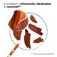 Posilující a stimulující kondicionér proti vypadávání vlasů s chininem