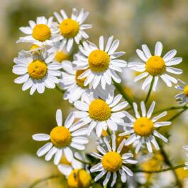 kl_chamomile_active-ingredient_field_plant_2019 -64- 265x265