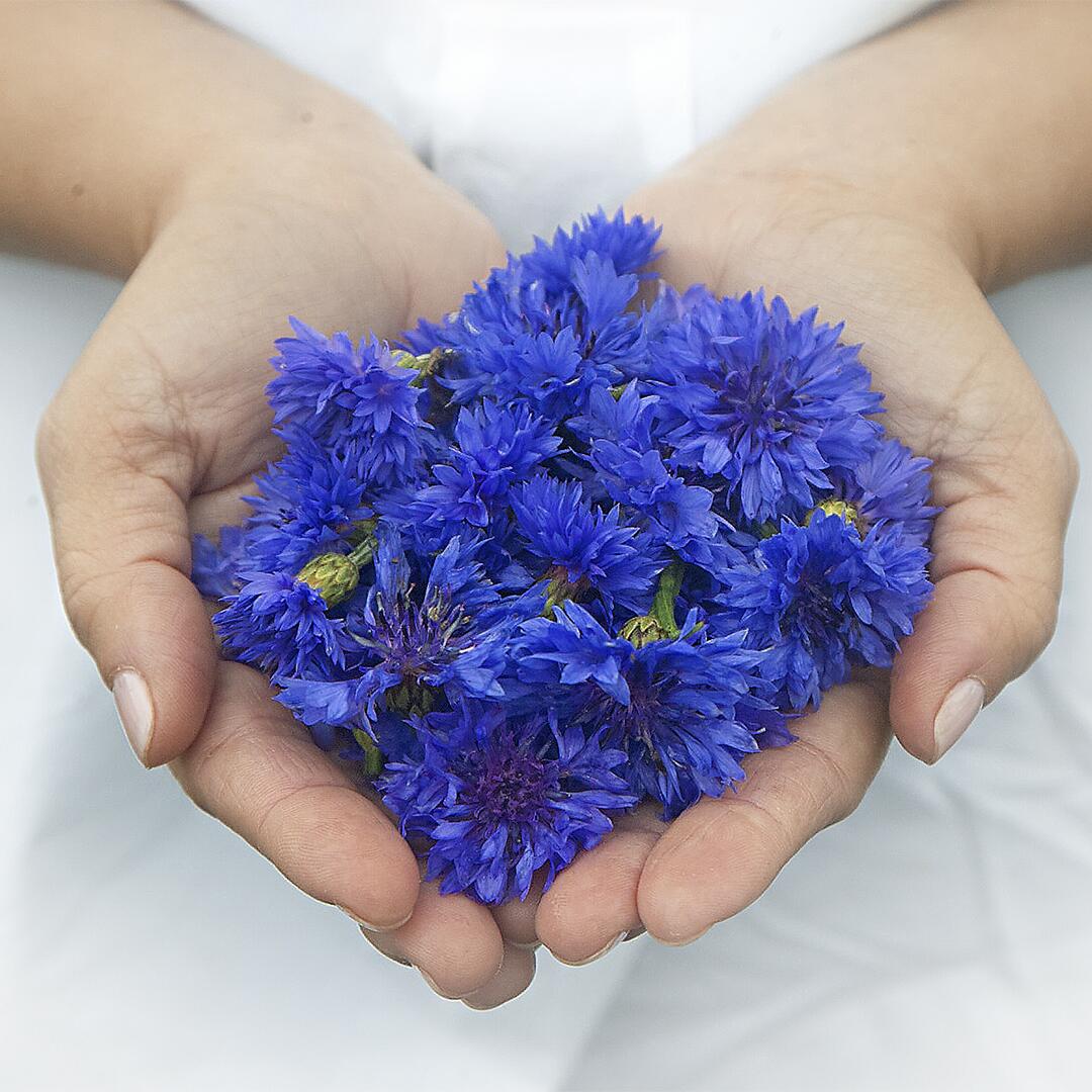 KL_SOCIAL_PHOTO_CORNFLOWER_HANDS_Apr2019