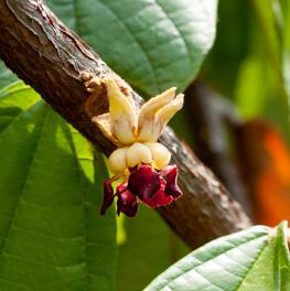 Duftstoff-natürlichen-Ursprungs:-Cupuacu-Blume
