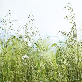 Organically-grown-oats