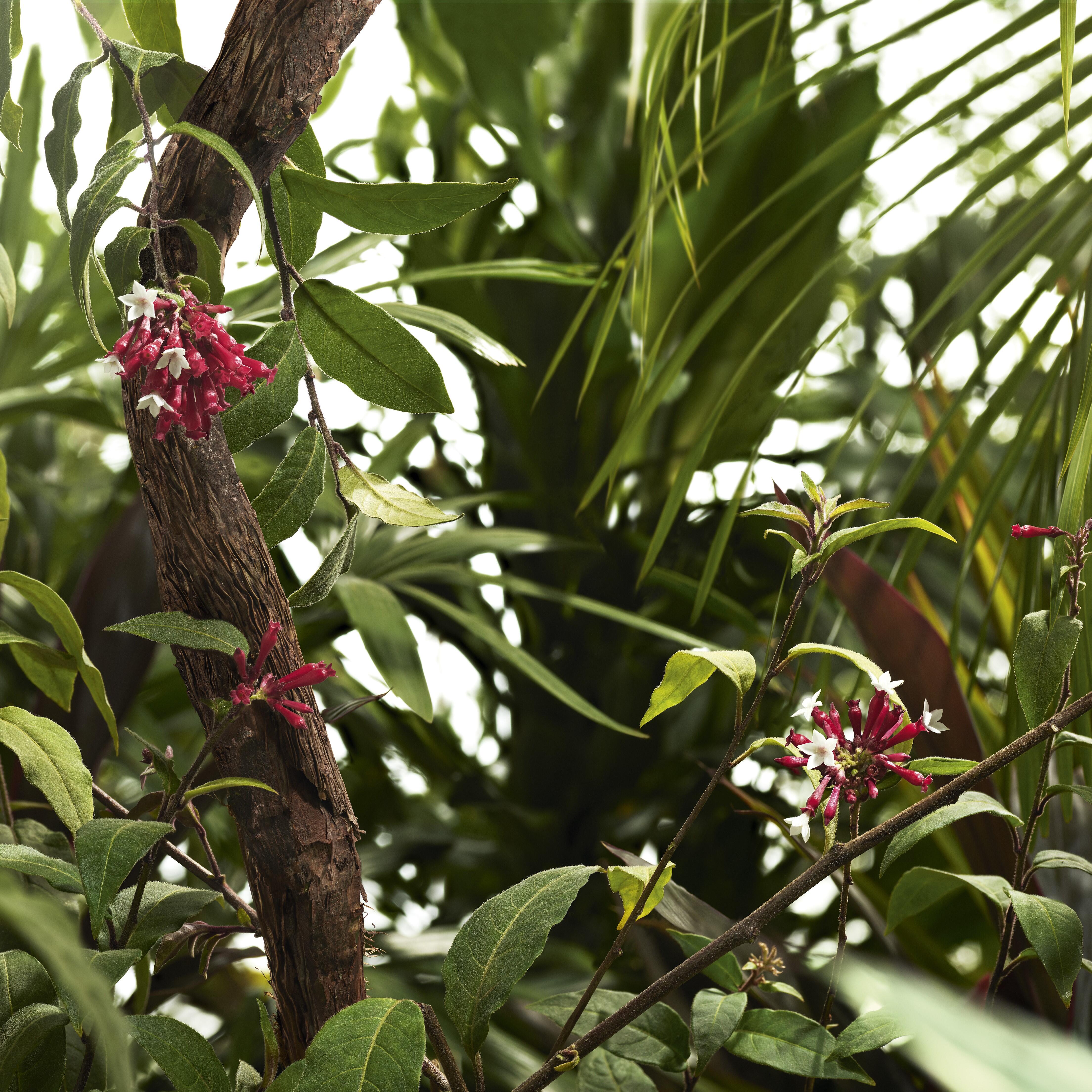 kl_quinine_actif_picture_2021