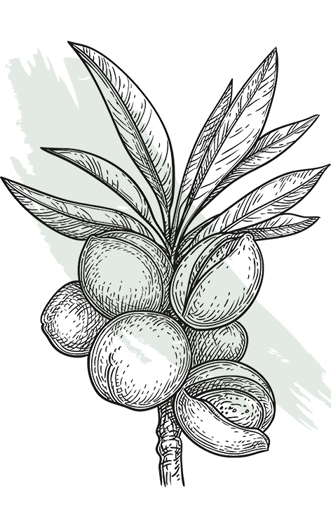 kl_almond_active-ingredient_engraving_756x472px