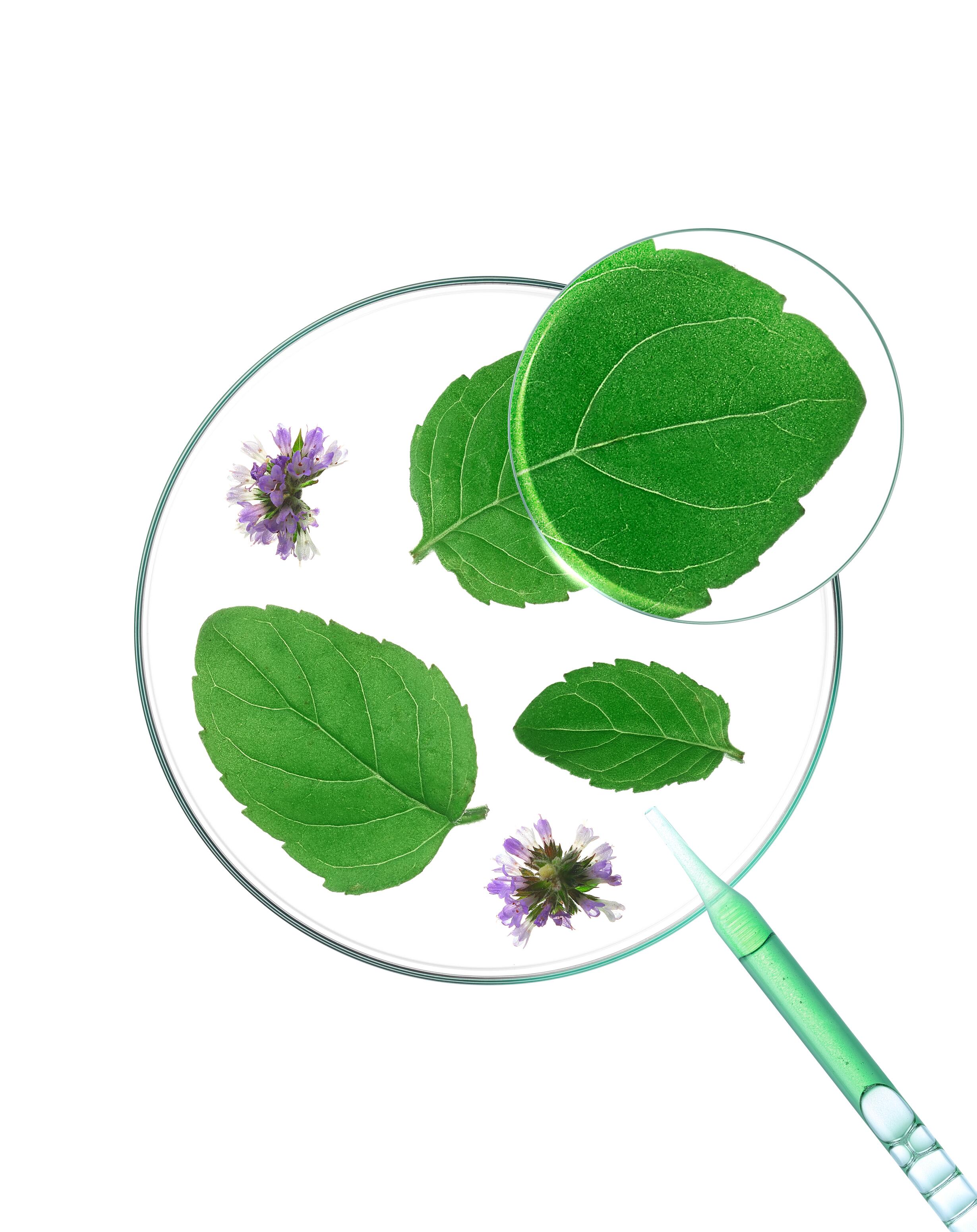 kl_aquatic-mint_petri-dish_open-files