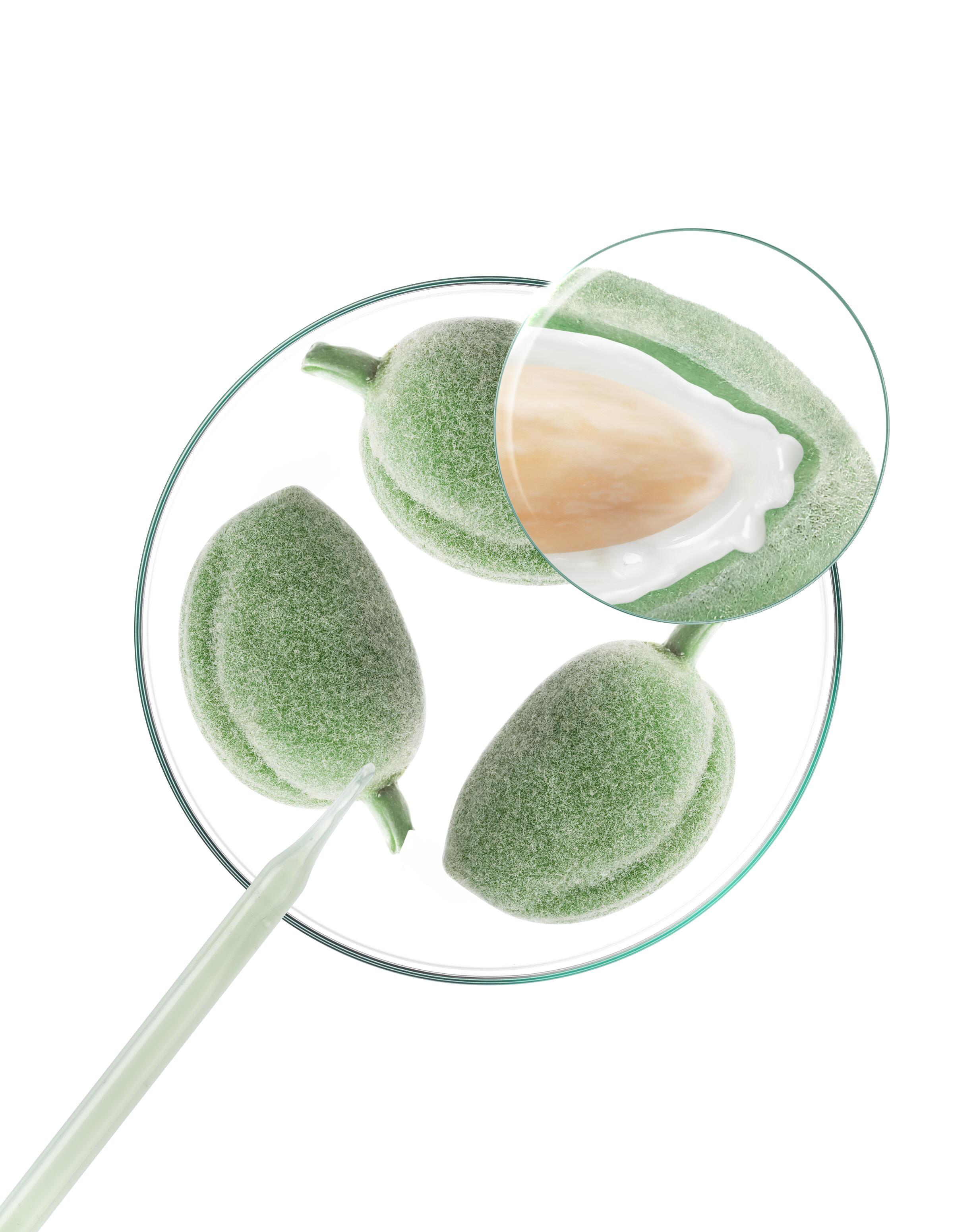 kl_almond_petri-dish_open-files