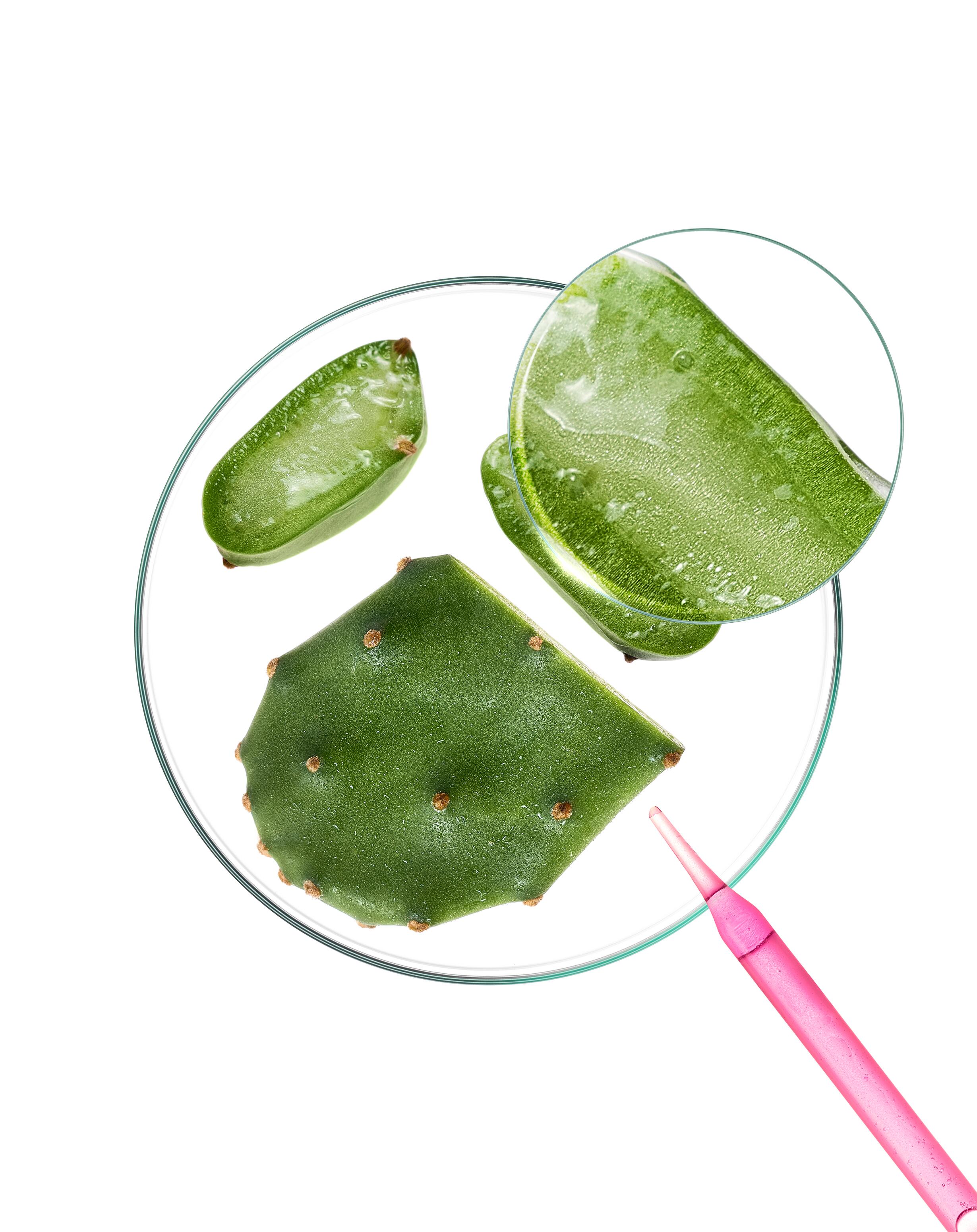 kl_prickly-pear_petri-dish_open-files