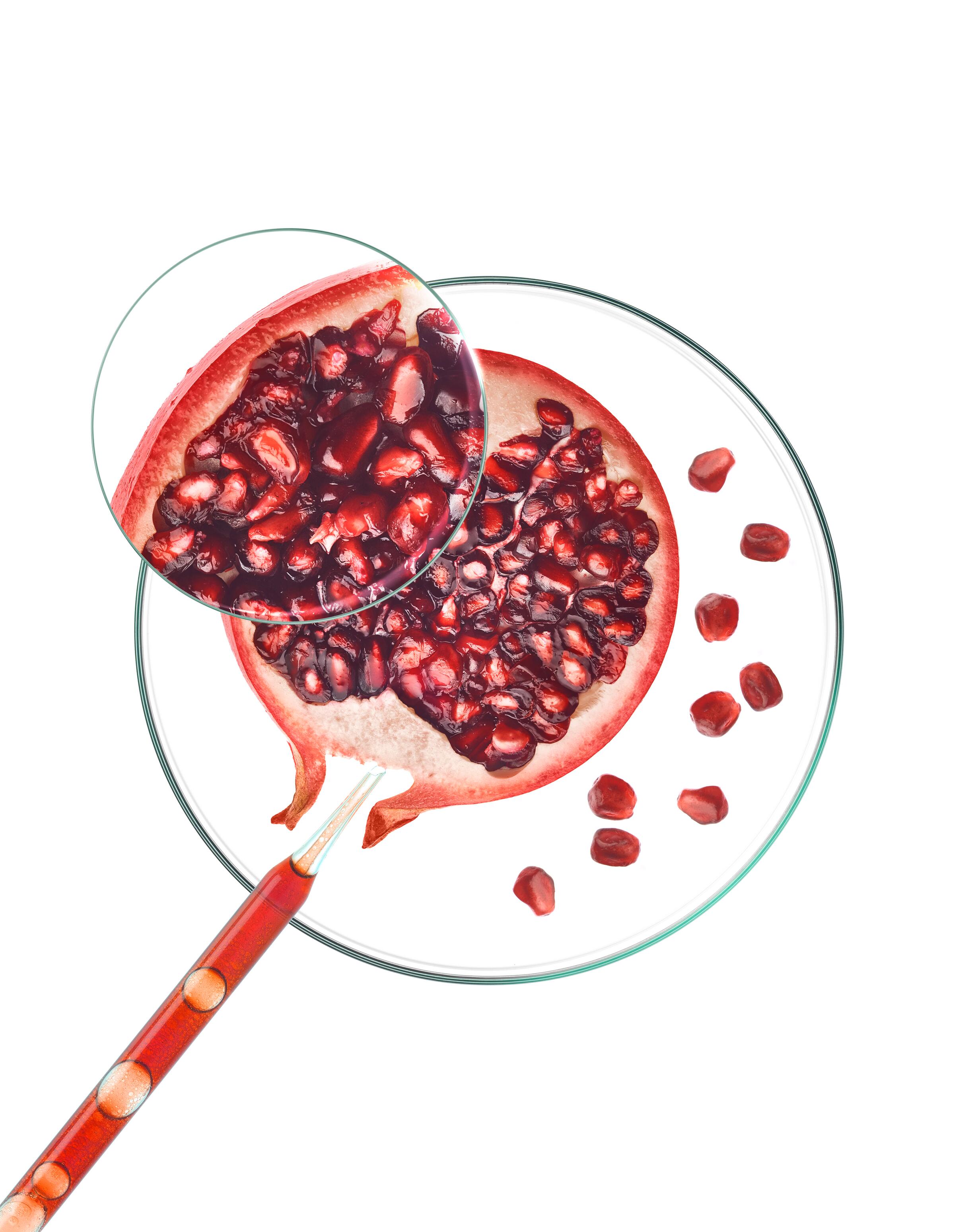 kl_pomegranate_petri-dish_open-files