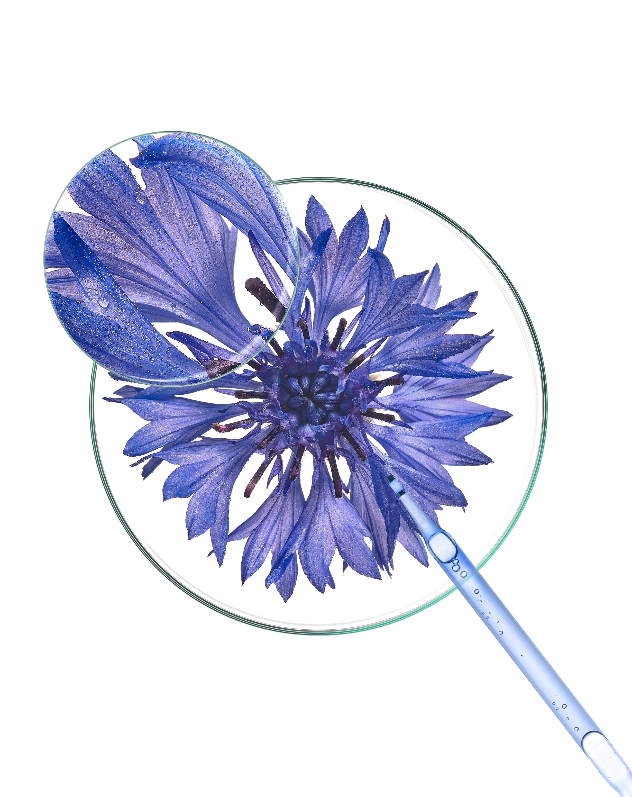 kl_cornflower_petri-dish_open-files