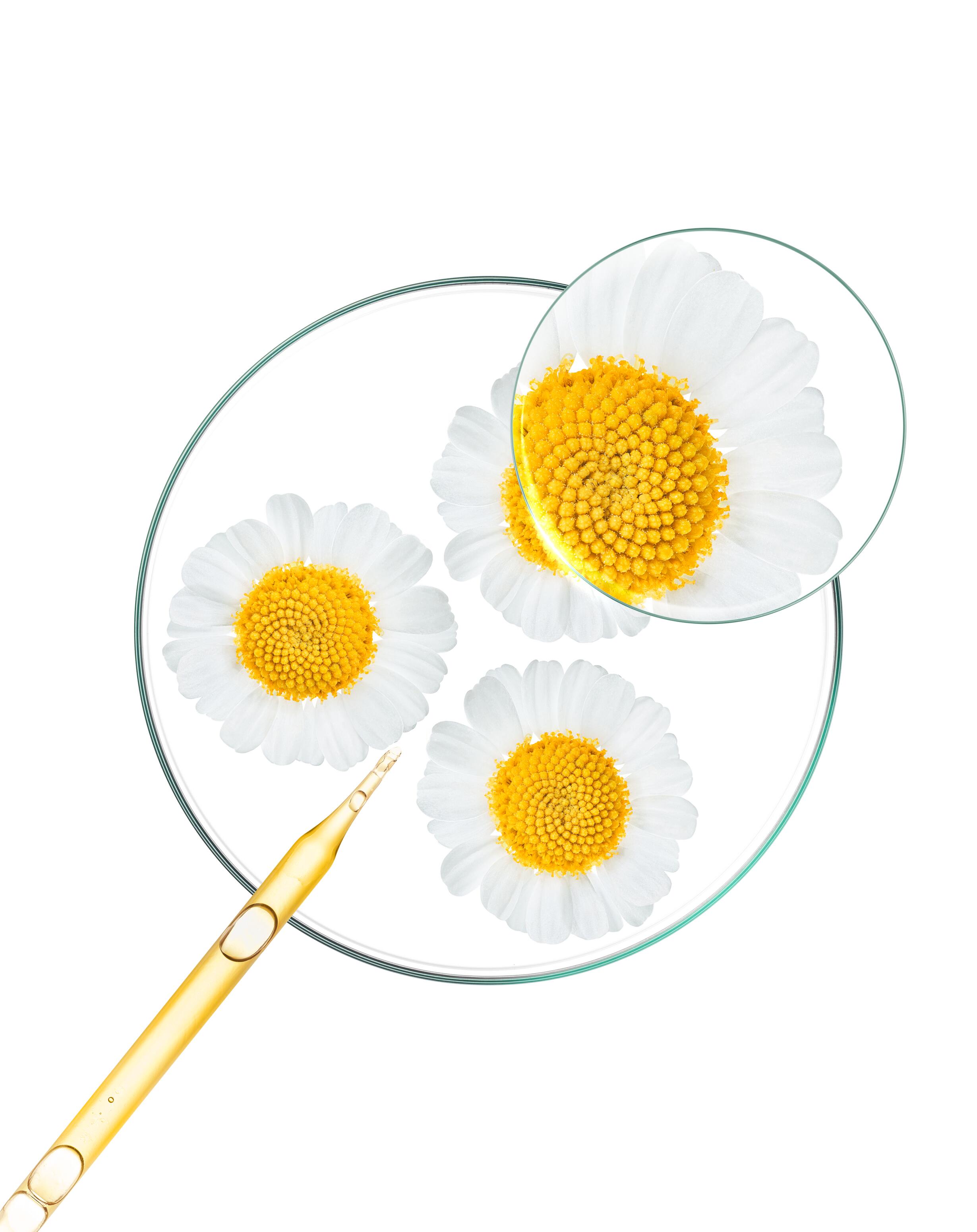 kl_chamomille_petri-dish_open-files