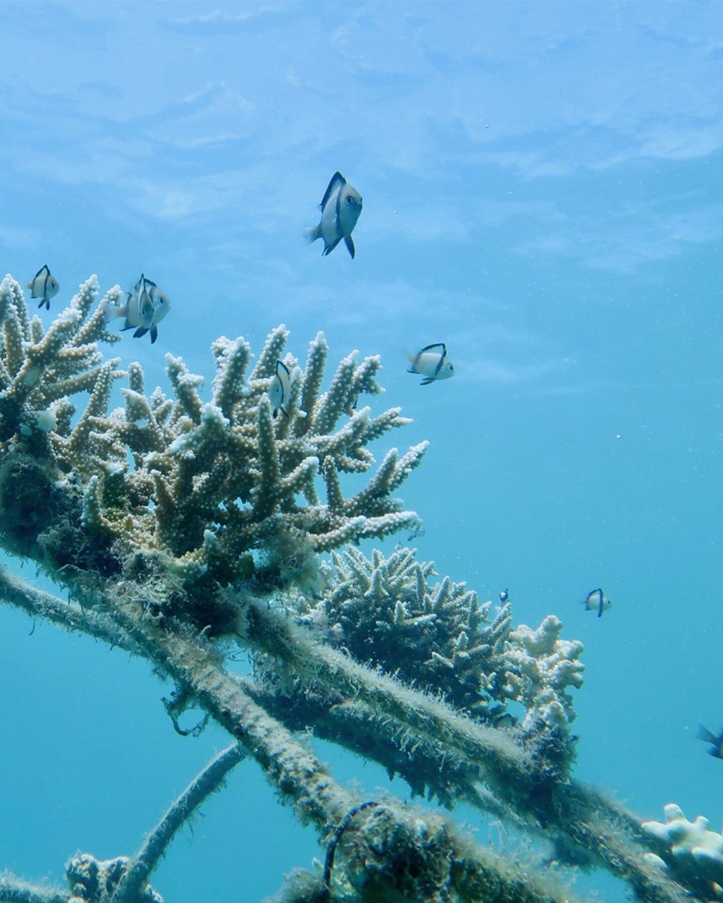 <span class="ezstring-field">av_solaires_ecosystème-marin-menace_4x5  2025x2880</span>