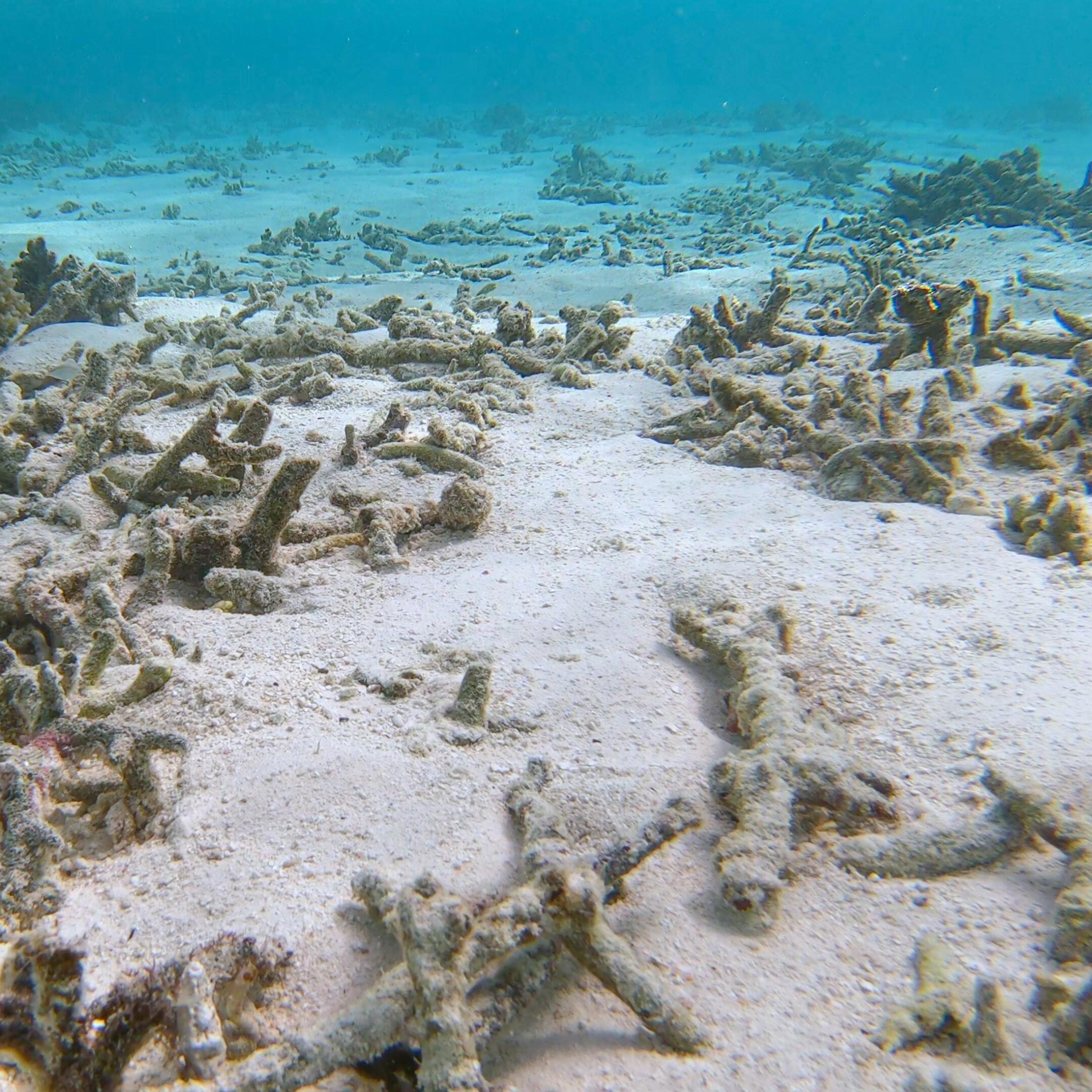 av_solaires_effets-destructeurs_coraux_1x1