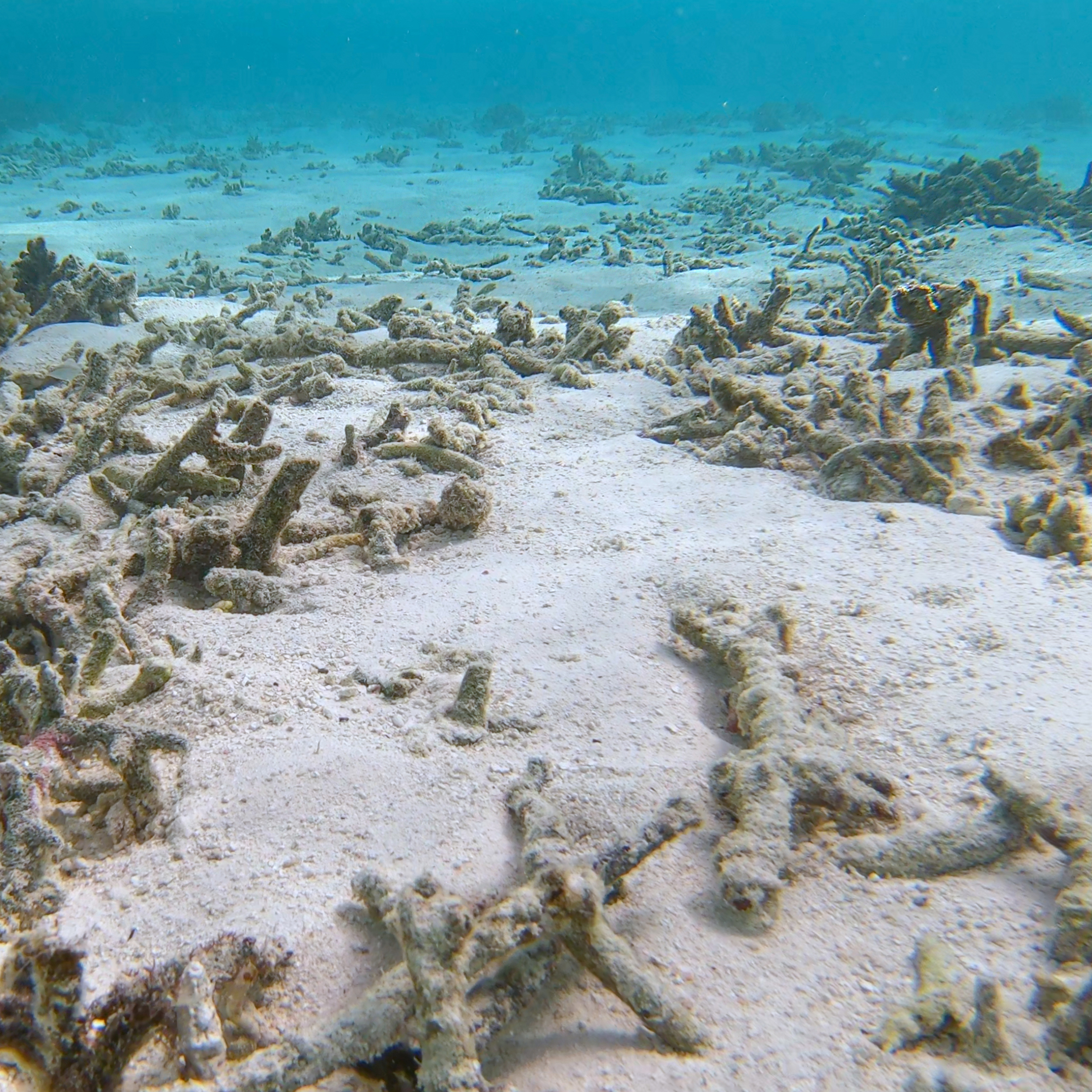 av_solaires_effets-destructeurs_coraux_1x1 473x473