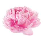 kl_peony_active-ingredient_semantic-cocoon_expandable-fragment_200x200px