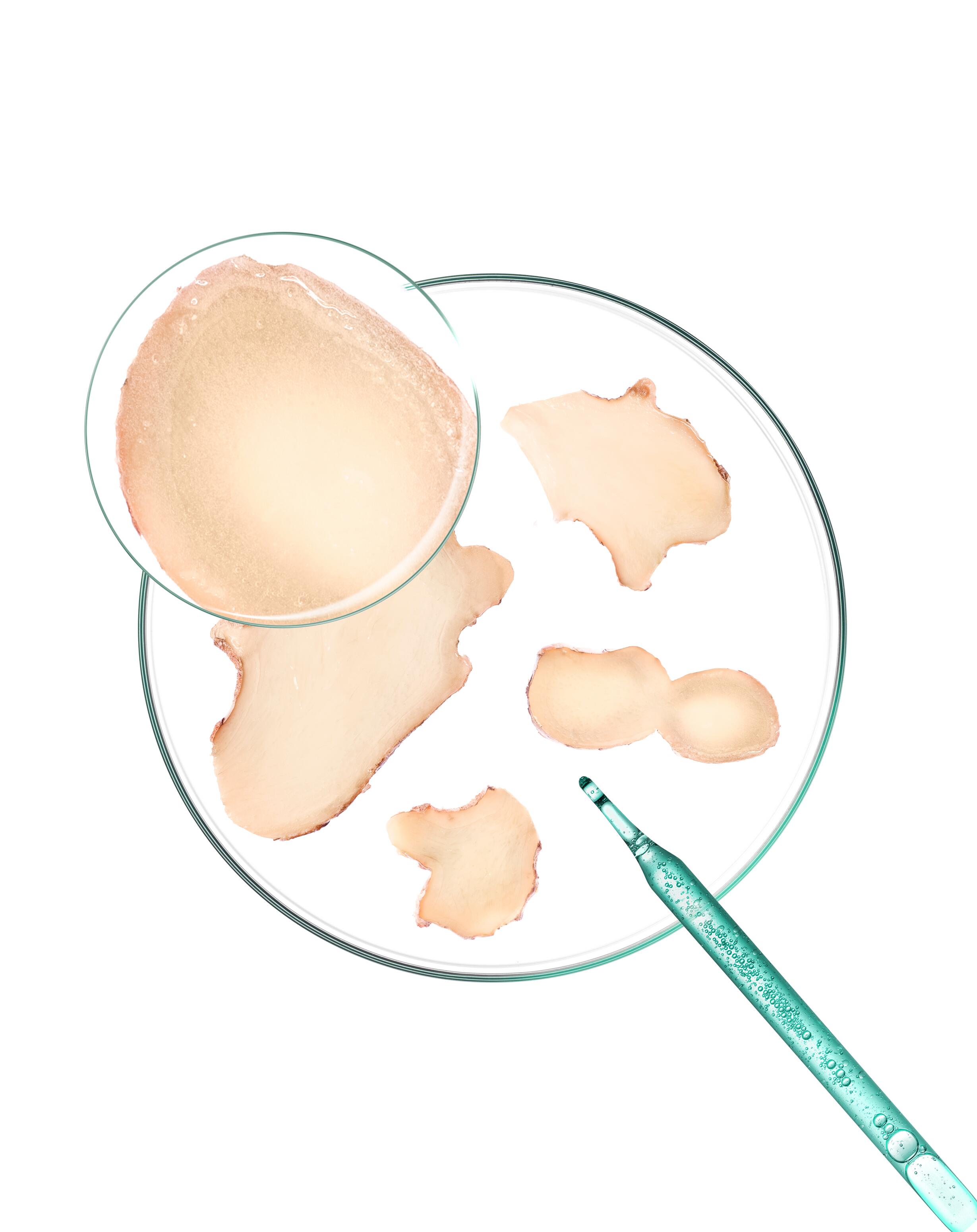 KL_Galangal_SHAMPOO_STATIC_IMAGE_PETRI_DISH_3282770400311_2025