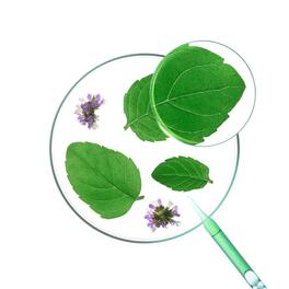 BIO-Wasserminze