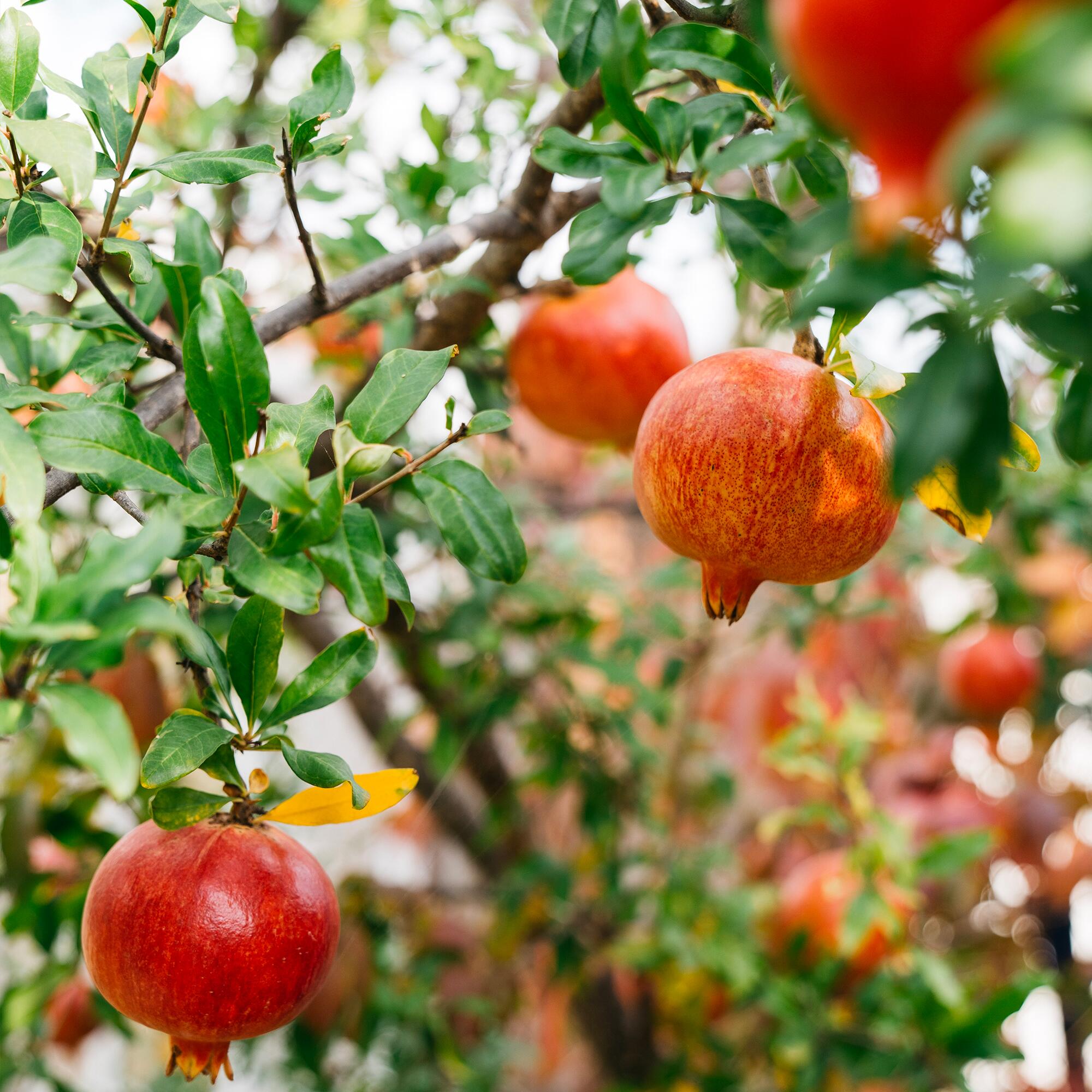 POMEGRANATE