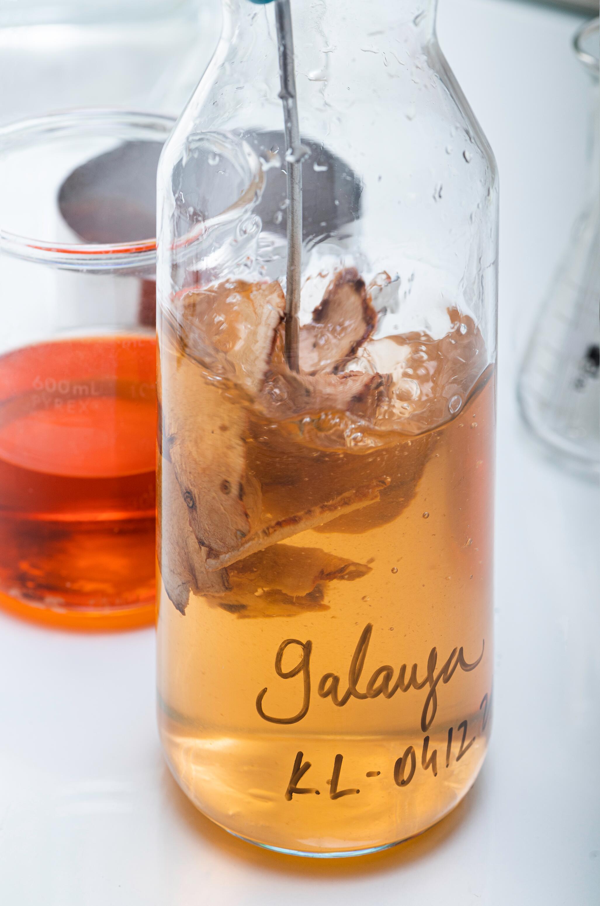 <span class="ezstring-field">kl_galanga_active-ingredient_laboratory_extraction_content-factory_benjamin_2021</span>