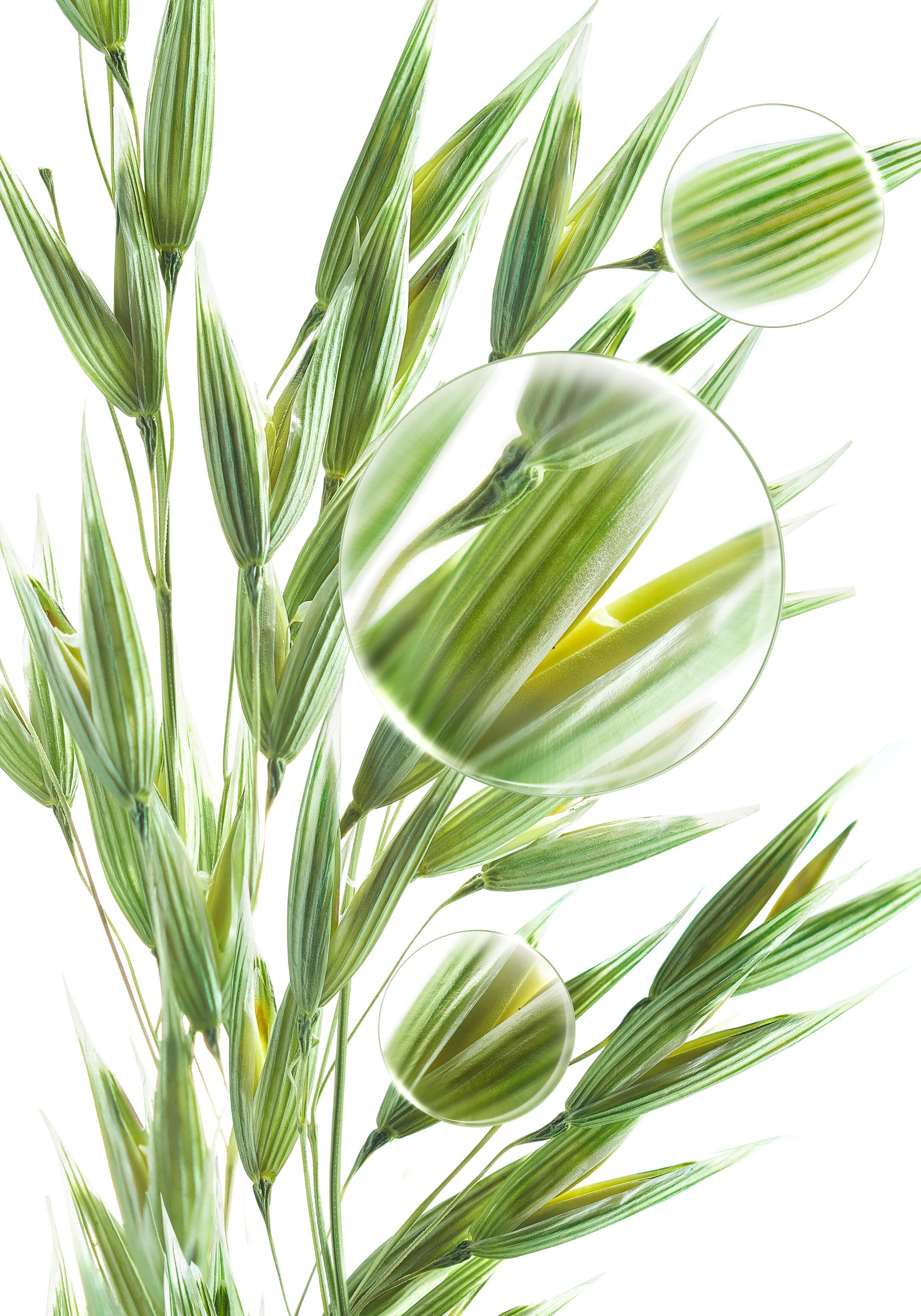 KL_oat_medicinal-plant_lens_photo_open-files_2024