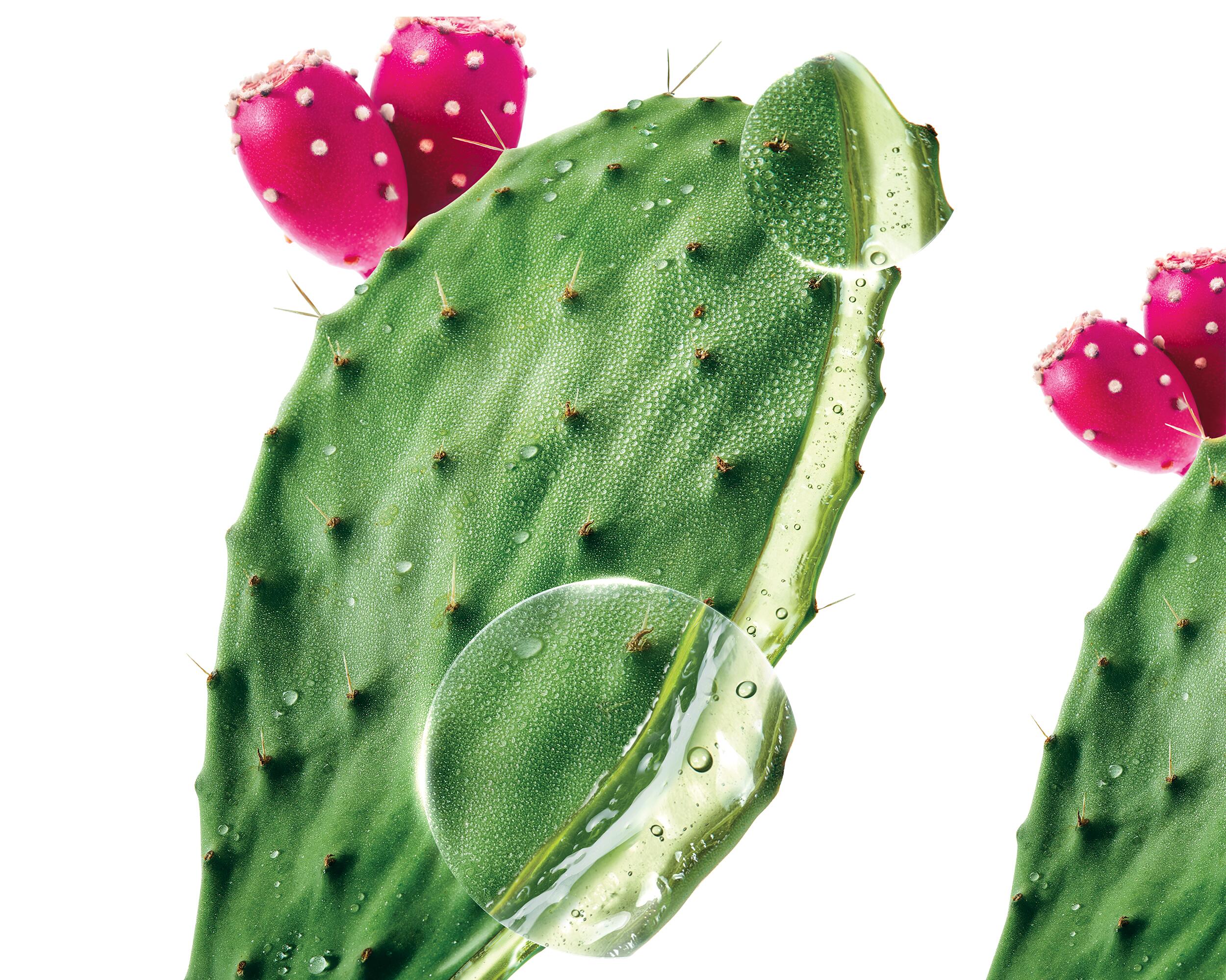 KL_prickly-pear_haircare_website_picture_plant_ingredient_2500x2000_5-4_ores_2024
