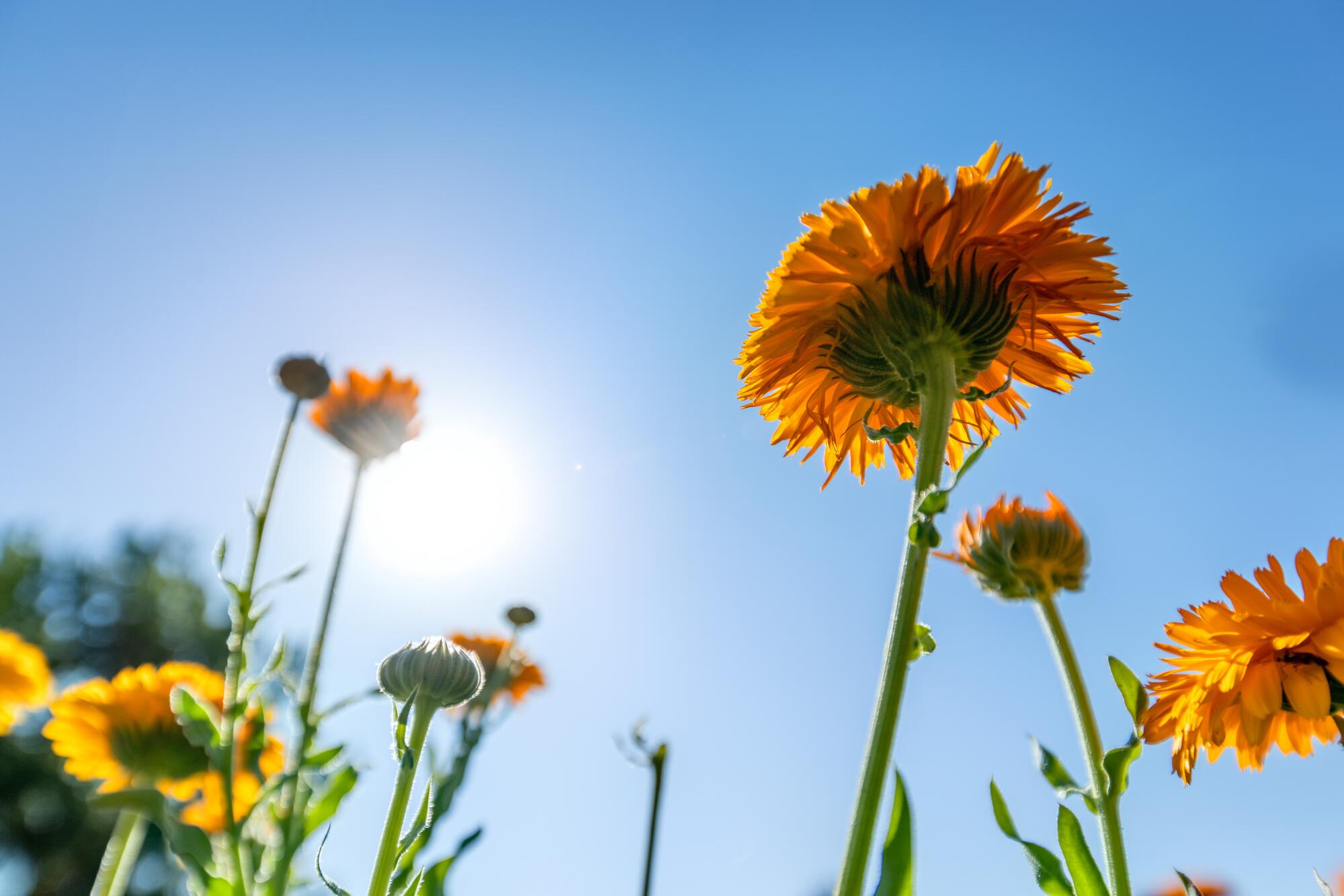 kl_calendula_active-ingredient_field_plant_2019 -25-