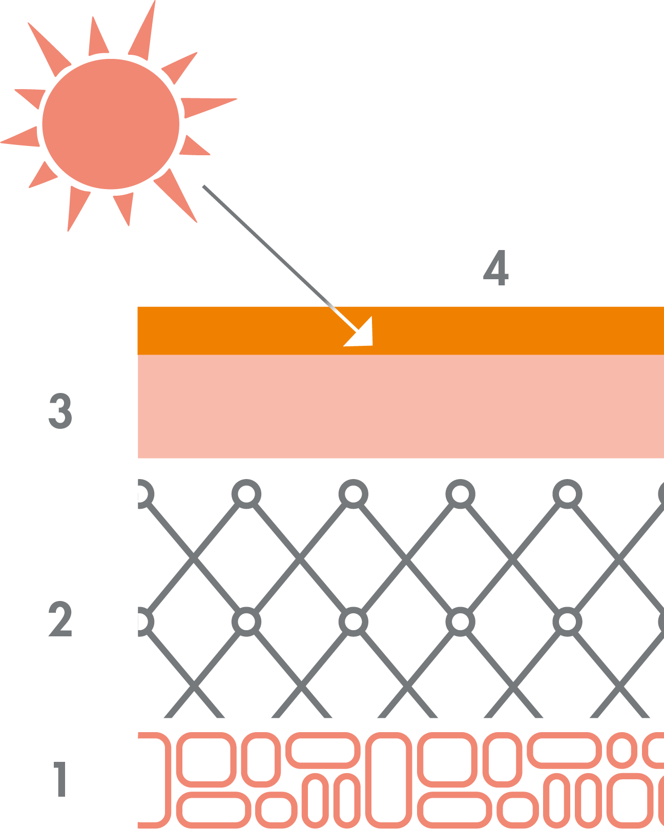 <p>1: Hipodermis; 2: Dermis; 3: Epidermis; 4: Protector solar</p>

