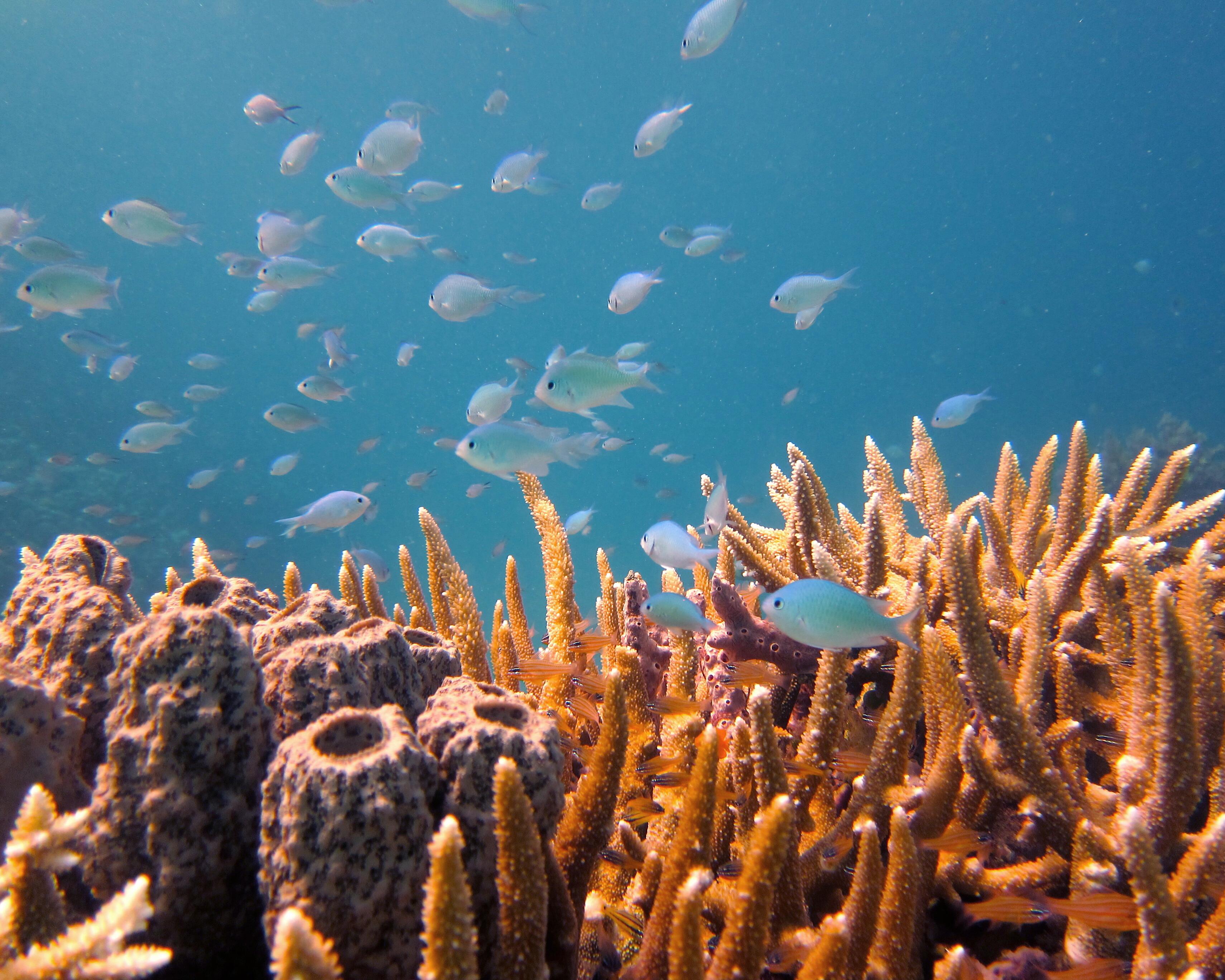 Minimiser notre impact sur les océans