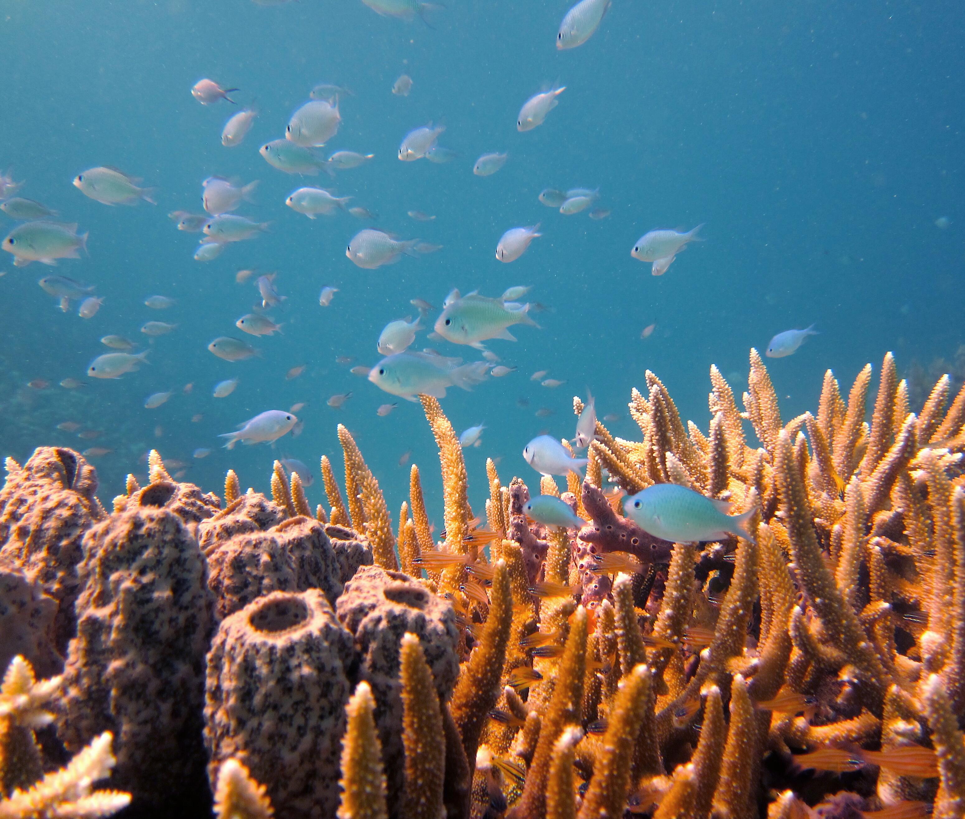 Onze impact op het leven in de oceanen beperken