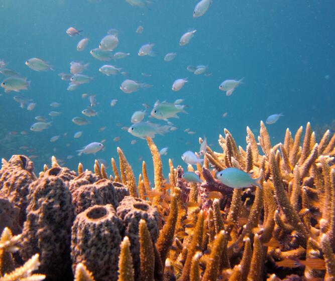 Onze impact op het leven in de oceanen beperken