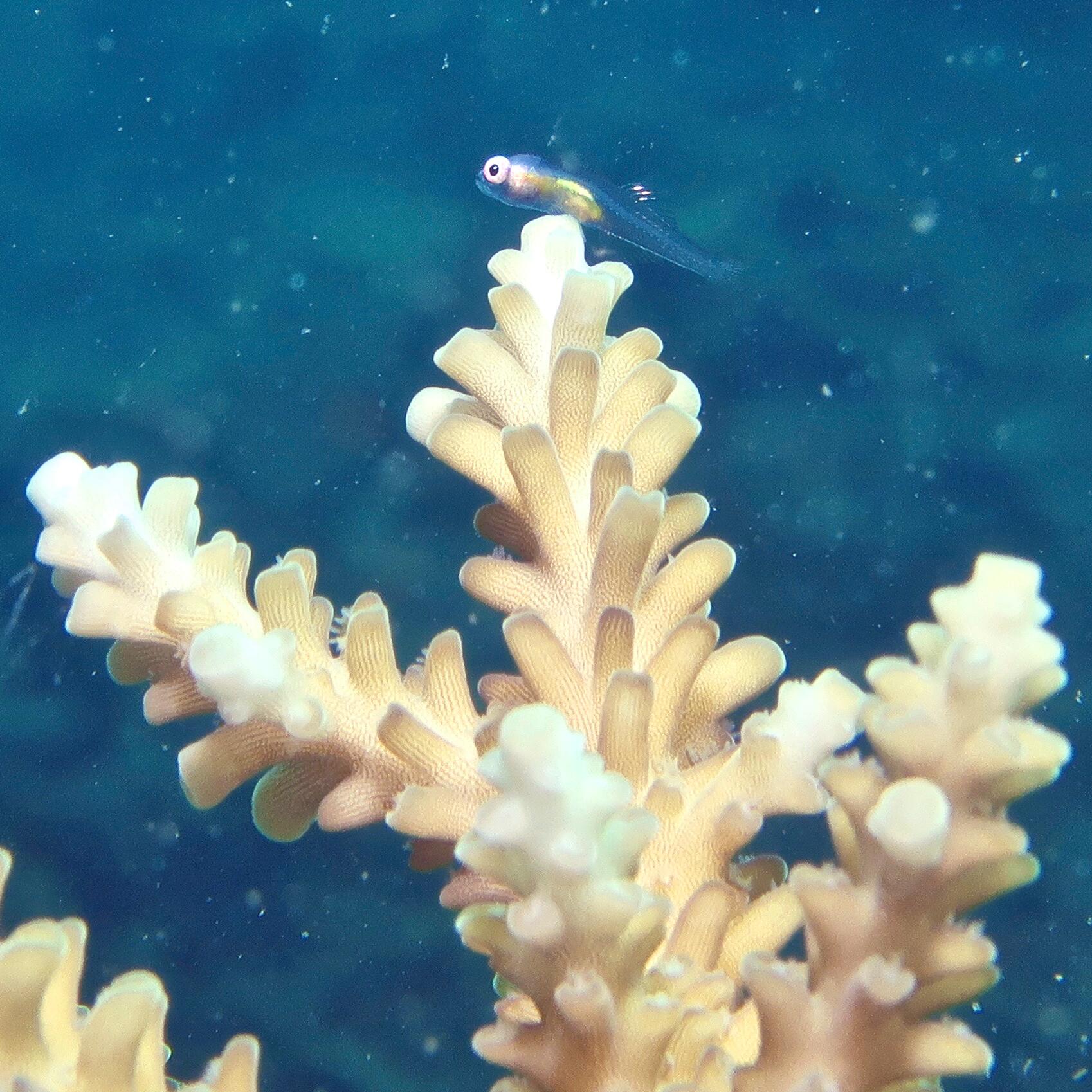 av_solaires_engagement_phytoplancton-zooplancton_1x1