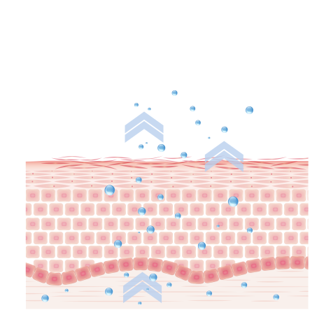 Pathophysiology of your dry skin