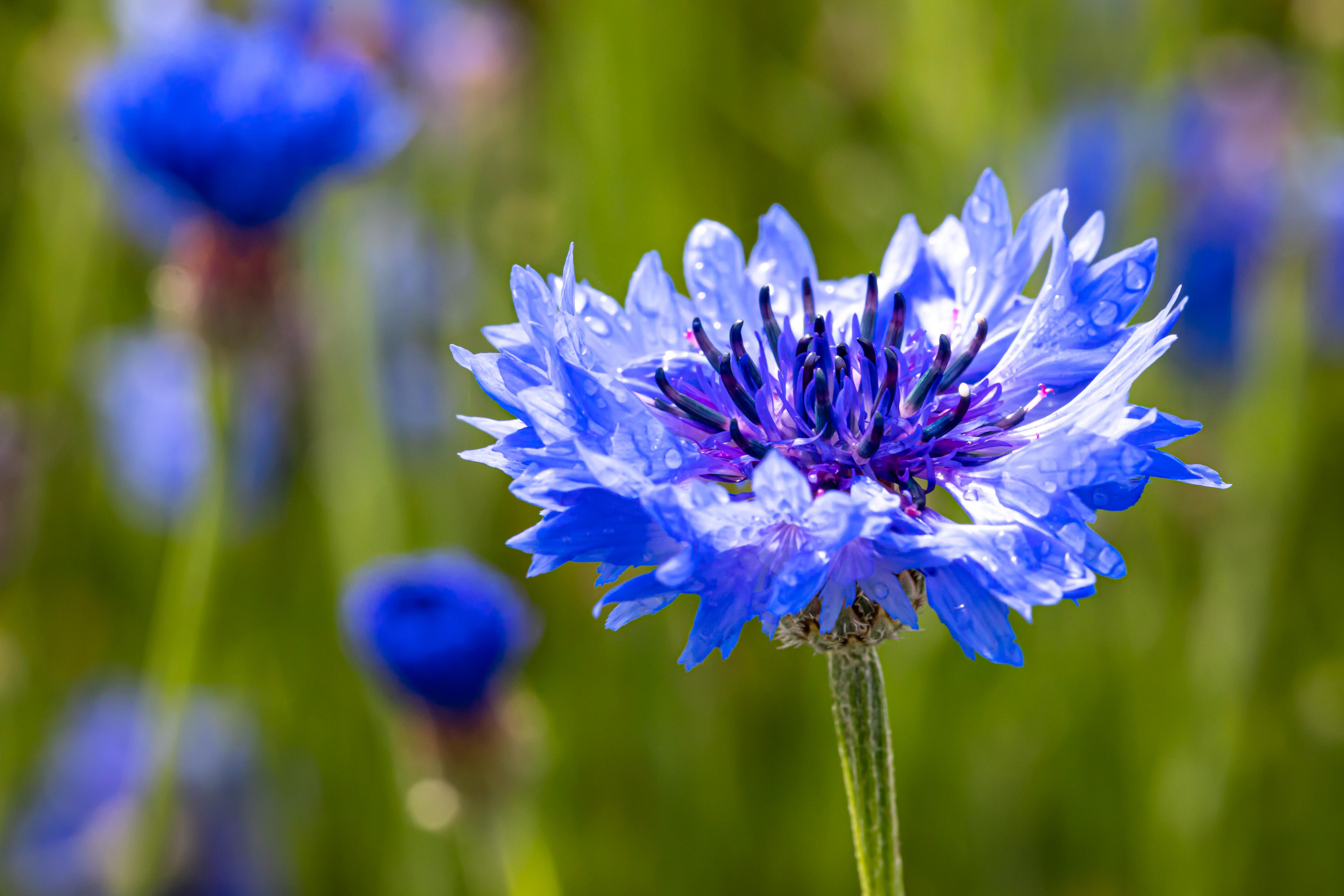 <span class="ezstring-field">kl_cornflower_active-ingredient_field_plant_2020-11-</span>