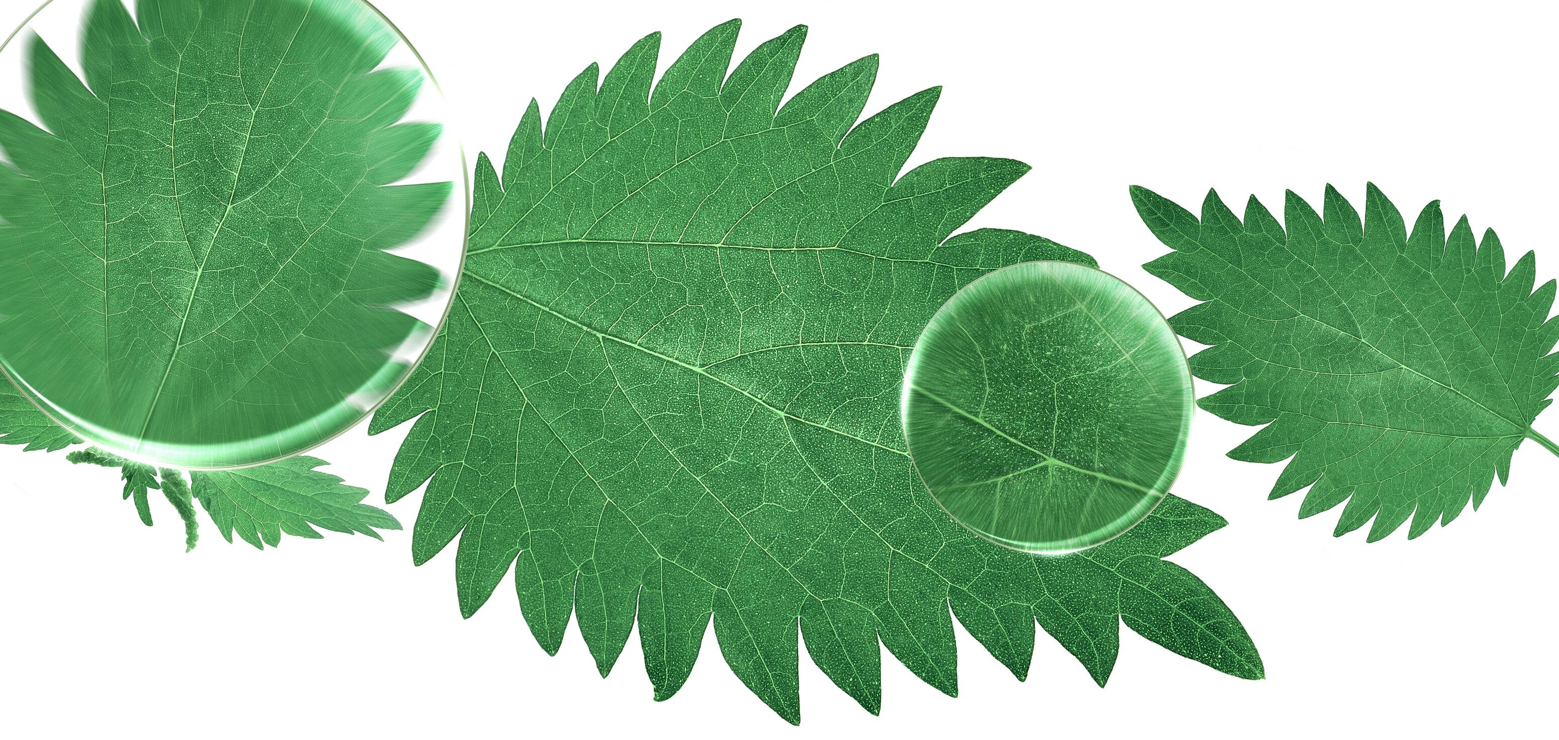 kl_nettle_medicinal-plant_lens_banner_website-plant-page_2024