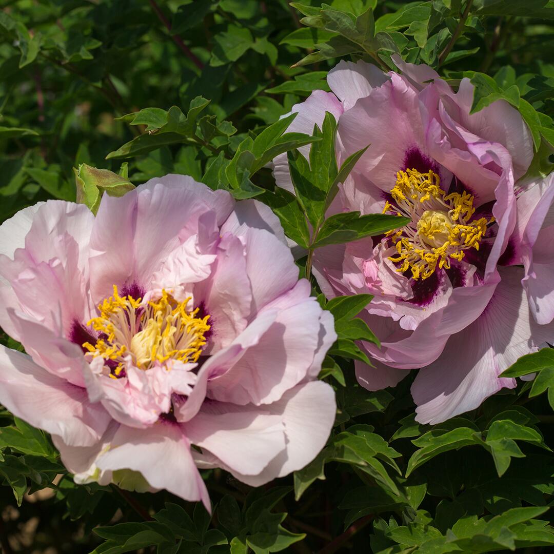 kl_peony_active-ingredient_field_plant_2019 -26- 1202x900