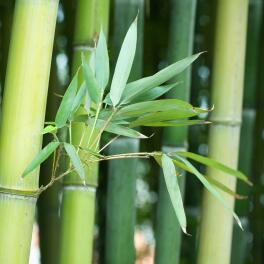 Duftstoff-natürlichen-Ursprungs:-Bambus-Saft