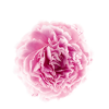 KL_PEONY_middle