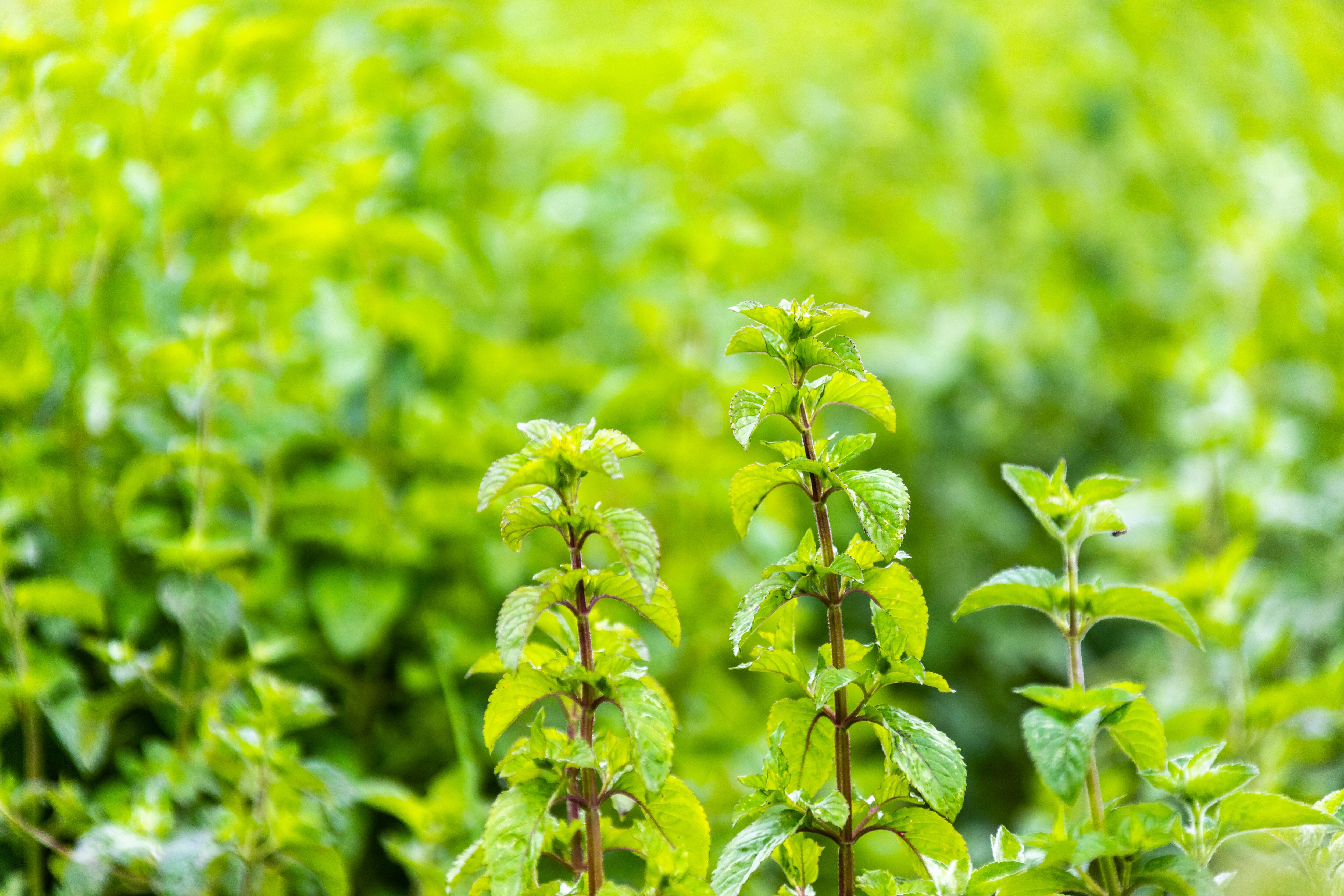 Properties and benefits of Mint | Klorane UK