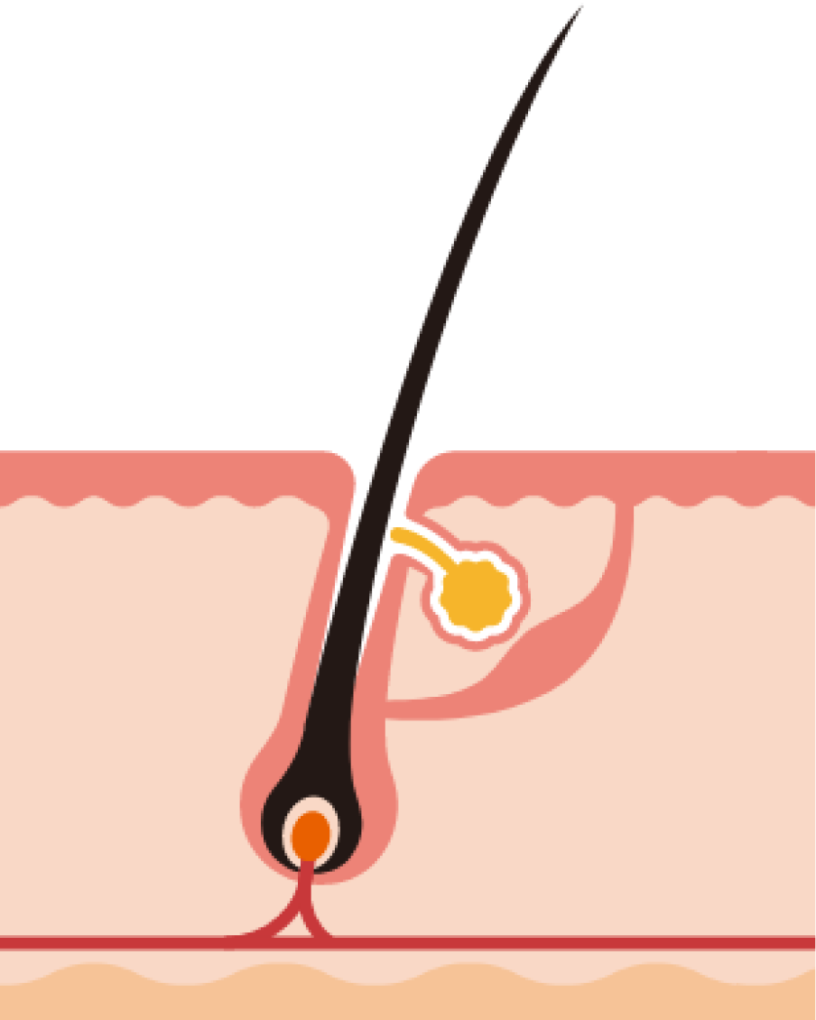 <p>La phase de croissance (dite anag&egrave;ne) dure en moyenne entre 3 et 6 ans.</p>

