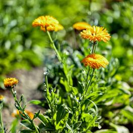 Calendula