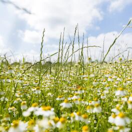 Chamomile