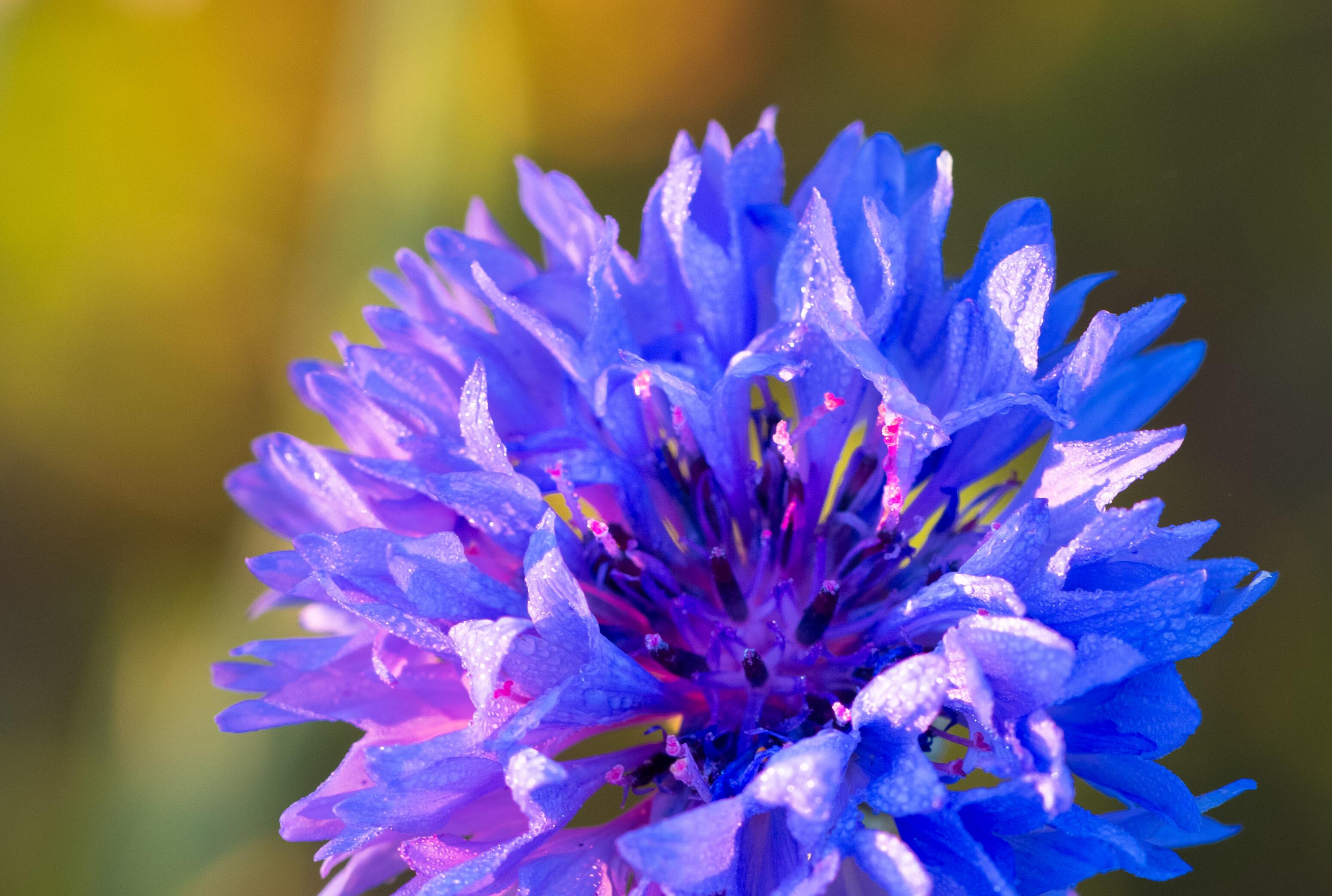 <span class="ezstring-field">KL_cornflower_centaury_2021_Fields_active_ingredient367*460</span>