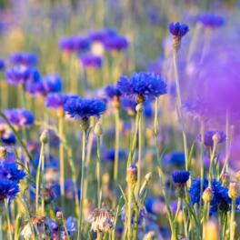 Cornflower