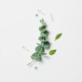 Cooling-eucalyptus-essential-oil