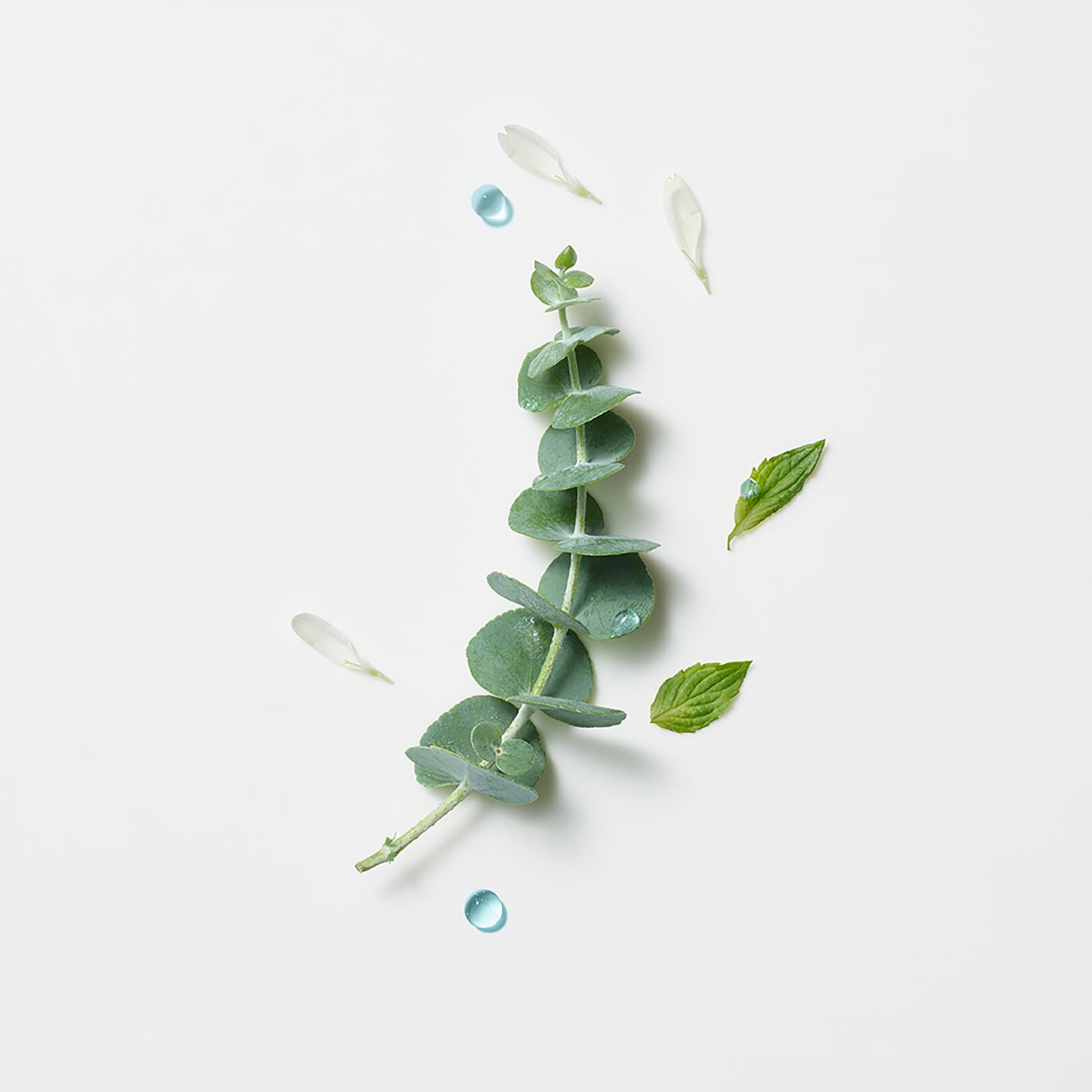 Astera - Concentré apaisant fraîcheur & pureté