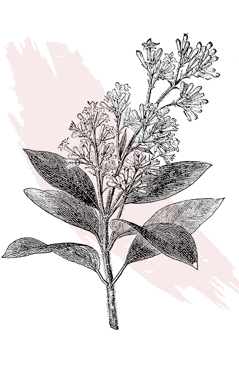 kl_quinine_active-ingredient_engraving_756x472px