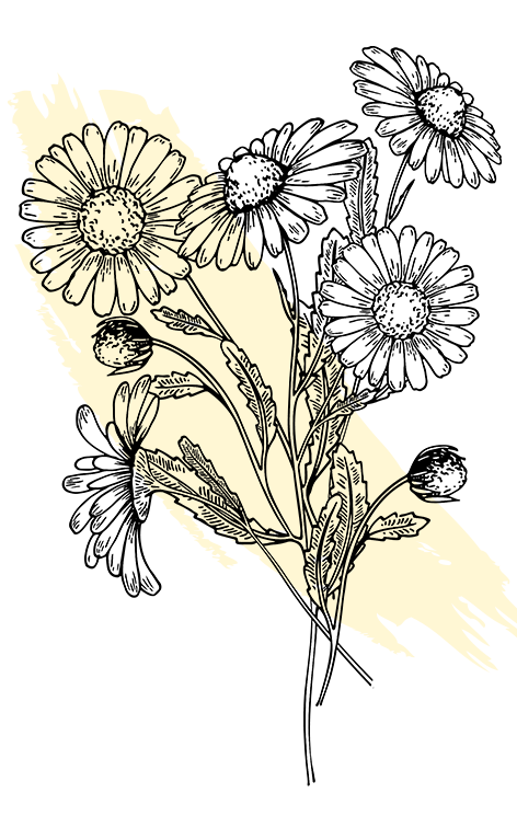kl_camomille_active-ingredient_engraving_472x756px